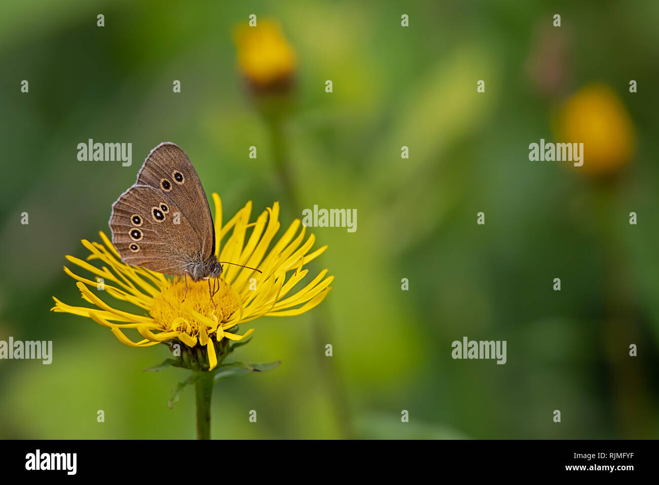 Aphantopus hyperantus assis sur un papillon : Un pissenlit Banque D'Images