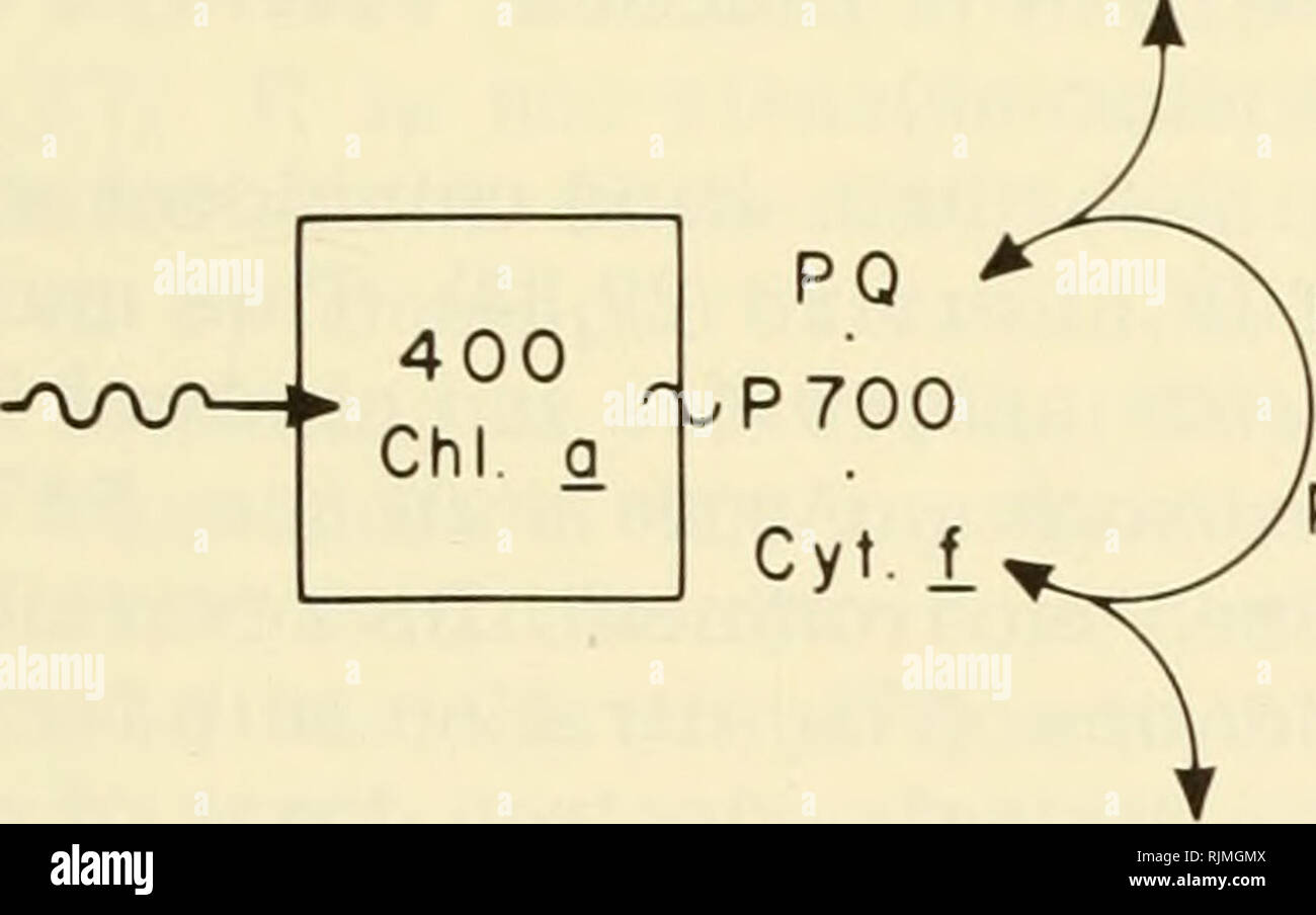 . La photosynthèse bactérienne. Bactéries -- physiologie ; la photosynthèse. Centres de réaction DANS LA PHOTOSYNTHÈSE 379 ratio de P700 à Chi a est d'environ 1:400, en harmonie avec la taille d'un appareil photosynthétique comme déterminé par des expériences. Il y a une molécule de Cyt/présent pour chaque molécule de P700 (environ) dans les chloroplastes (16). Le CYT/ potentiel (365 mv) est également oxi- dized réversible par l'éclairage (19), préparations partiellement purifiées de P700, obtenue par extraction de chloroplastes avec de l'acétone, conserver le cyt/ dans un rapport de 1:1 à P700. Dans ces préparations la réaction à la lumière de la P Banque D'Images