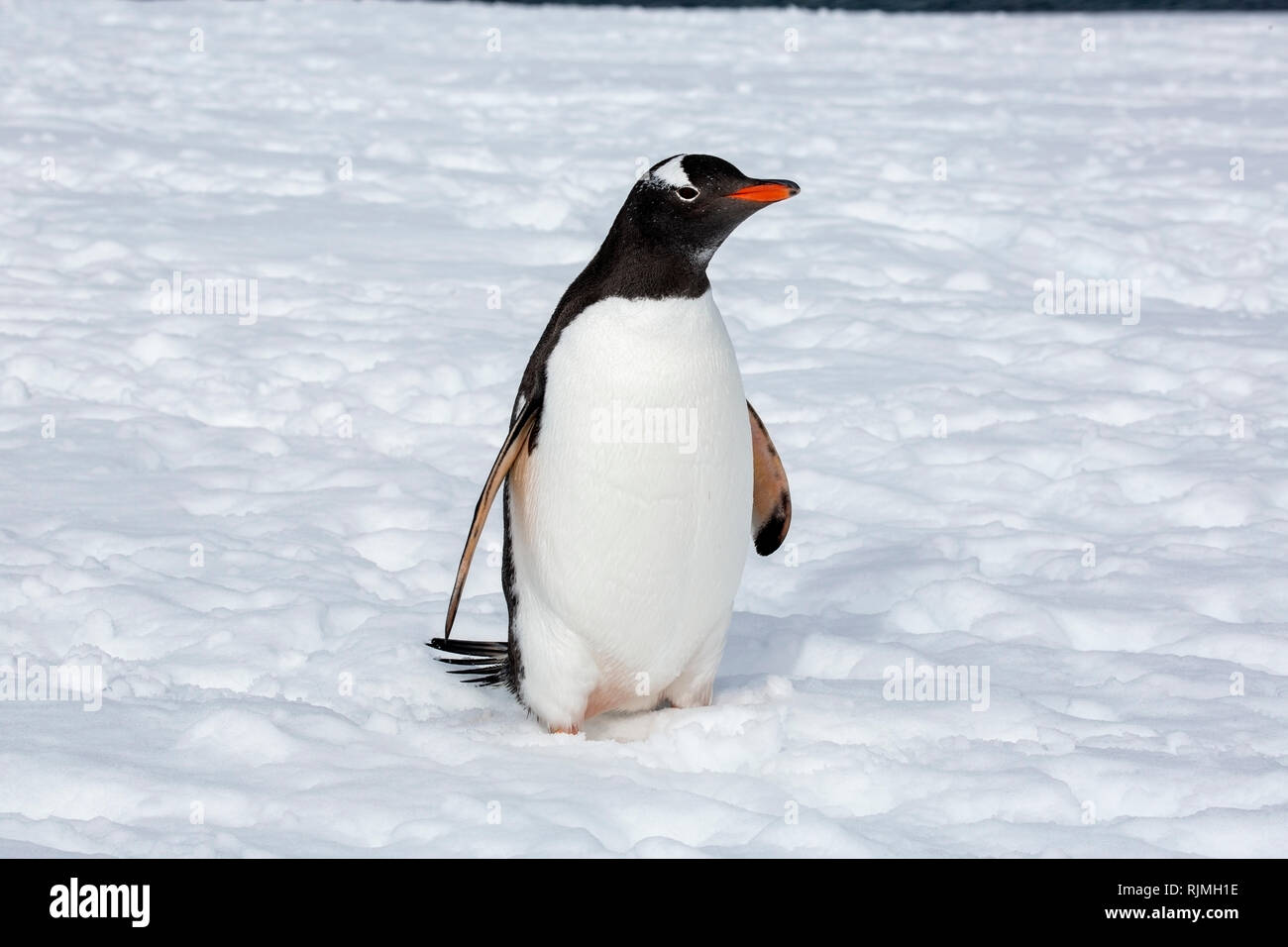 Gentoo pingouin adulte seul debout sur la neige et la glace près de colonie de reproduction, l'Antarctique Banque D'Images