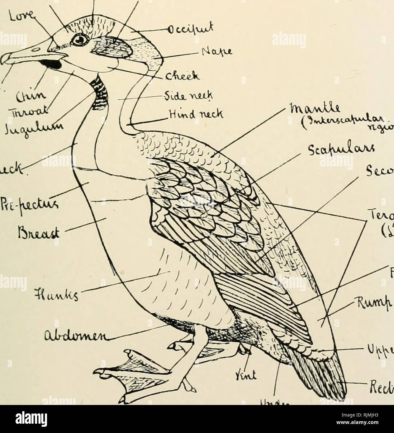 . Le magazine de l'aviculture. L'Aviculture ; oiseaux ; les oiseaux de volière. Avic. Mag. 1S")J^ f sur vu-cX-. fttvjuut r-L/vw-CkAAXA PYCRAFT SUR LA TOPOGRAPHIE D'UNE PLAQUE D'OISEAUX I., fils de balle iiKl Danielssoii:. Urt.. Veuillez noter que ces images sont extraites de la page numérisée des images qui peuvent avoir été retouchées numériquement pour plus de lisibilité - coloration et l'aspect de ces illustrations ne peut pas parfaitement ressembler à l'œuvre originale.. Société de l'aviculture. [Ascot, Berkshire, etc. , la société aviculture, etc. ] Banque D'Images