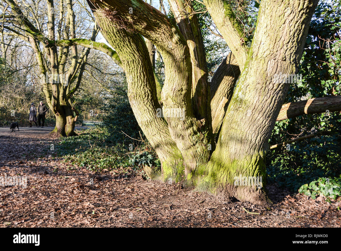 Un arbre en métal estampé sur l'étiquette d'identification d'un chêne sur Barnes Common, London, SW13, UK Banque D'Images