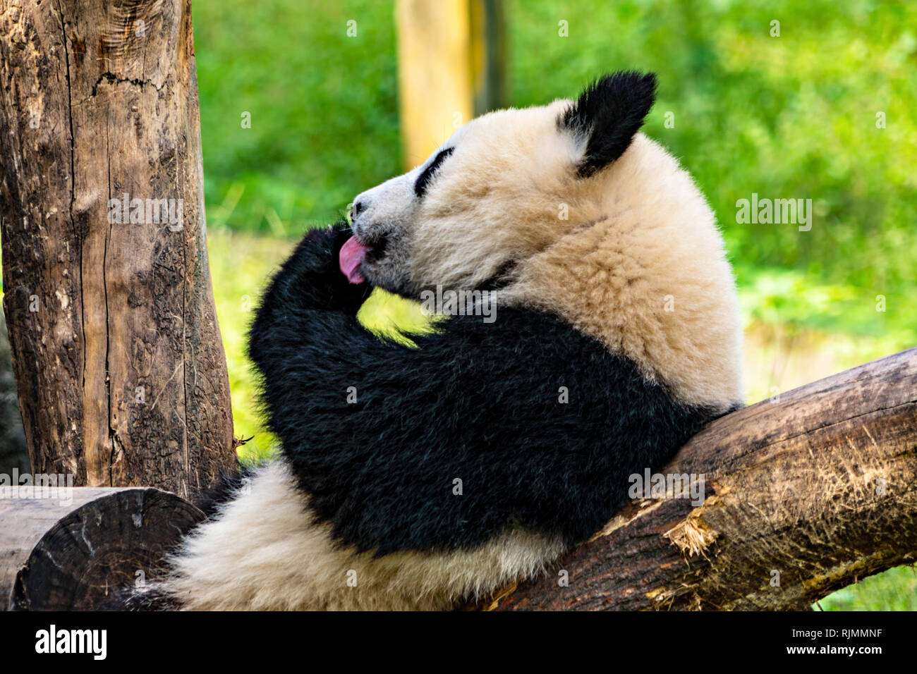 La langue de Panda Banque D'Images