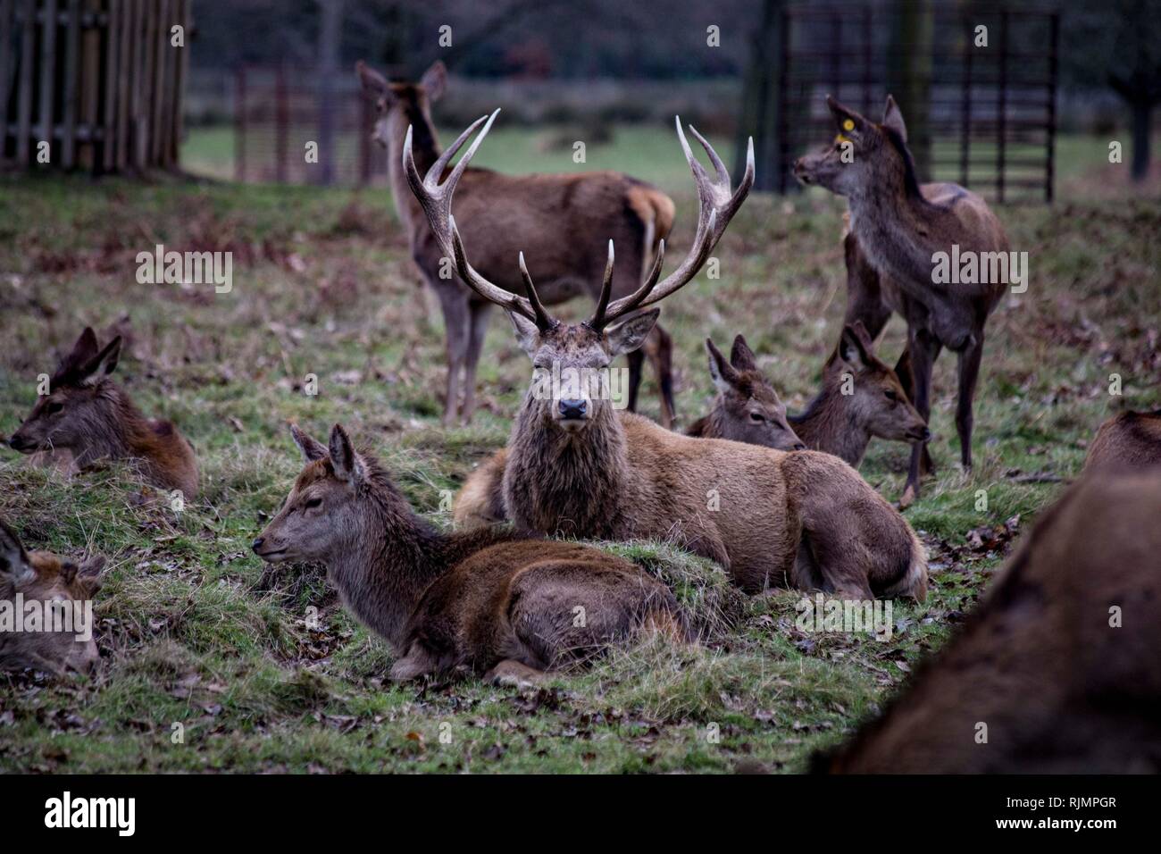 Grand mâle alpha Red Deer Stag, Bushy Park, Royaume-Uni. Banque D'Images