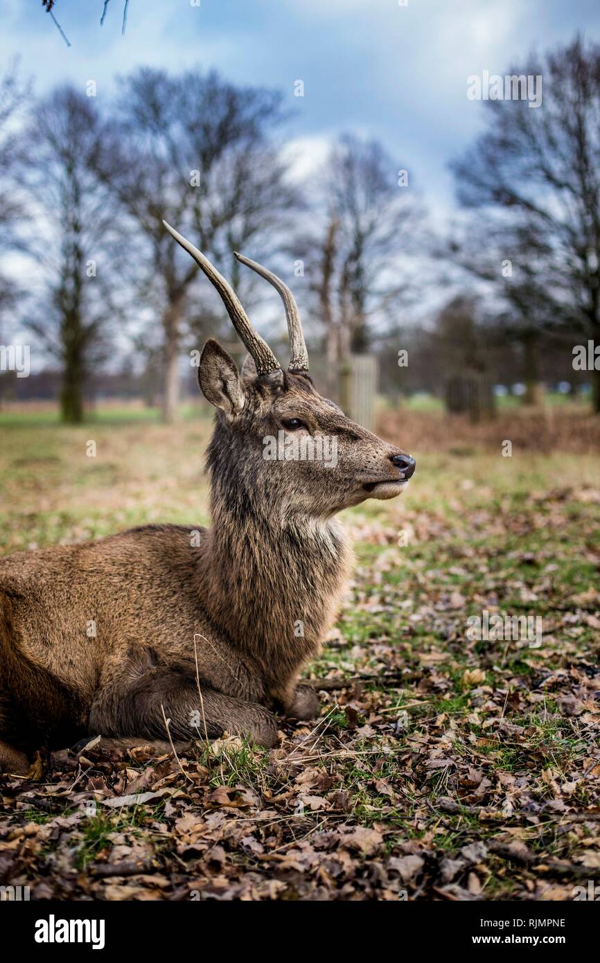 Jeune mâle Red Deer Stag, Bushy Park, Royaume-Uni. Banque D'Images