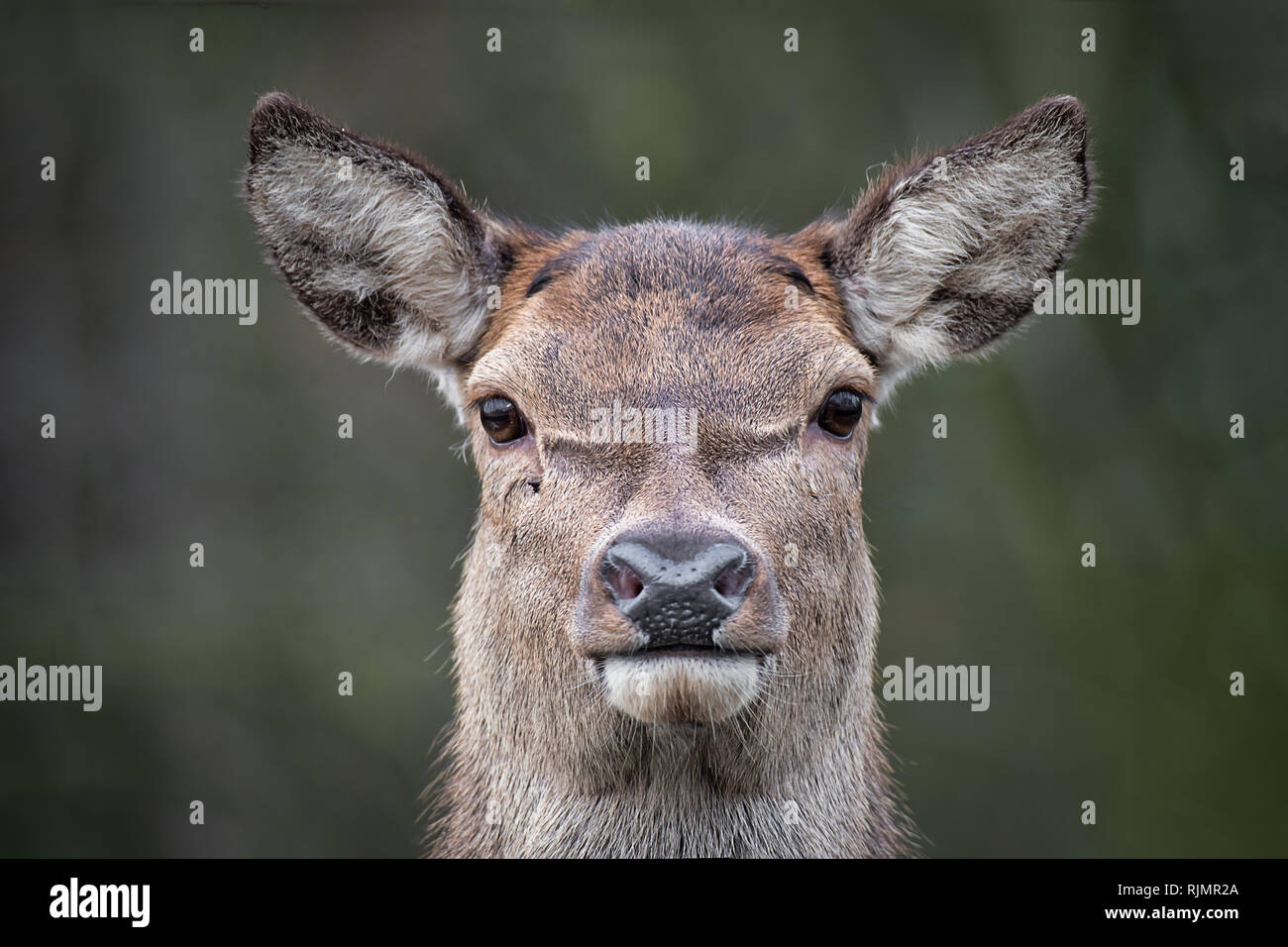 Très proche d'une image d'un cerf rouge de l'avant à regarder la caméra. C'est photographie de la tête seulement et les oreilles sont piqués Banque D'Images