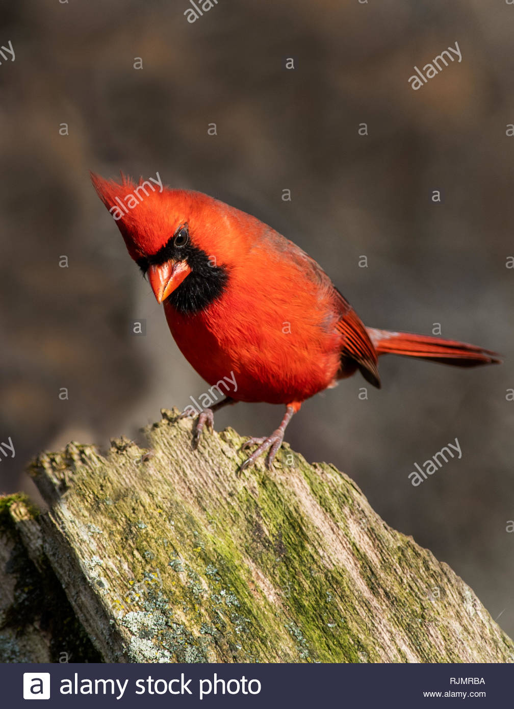 Le Cardinal Rouge Mâle Oiseau Perché Sur Un Journal De Lynde