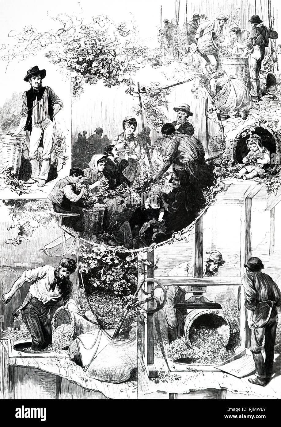 Une gravure de la cueillette du houblon, Kent (Surrey) et prendre ou pour le four de séchage. 1885 Banque D'Images