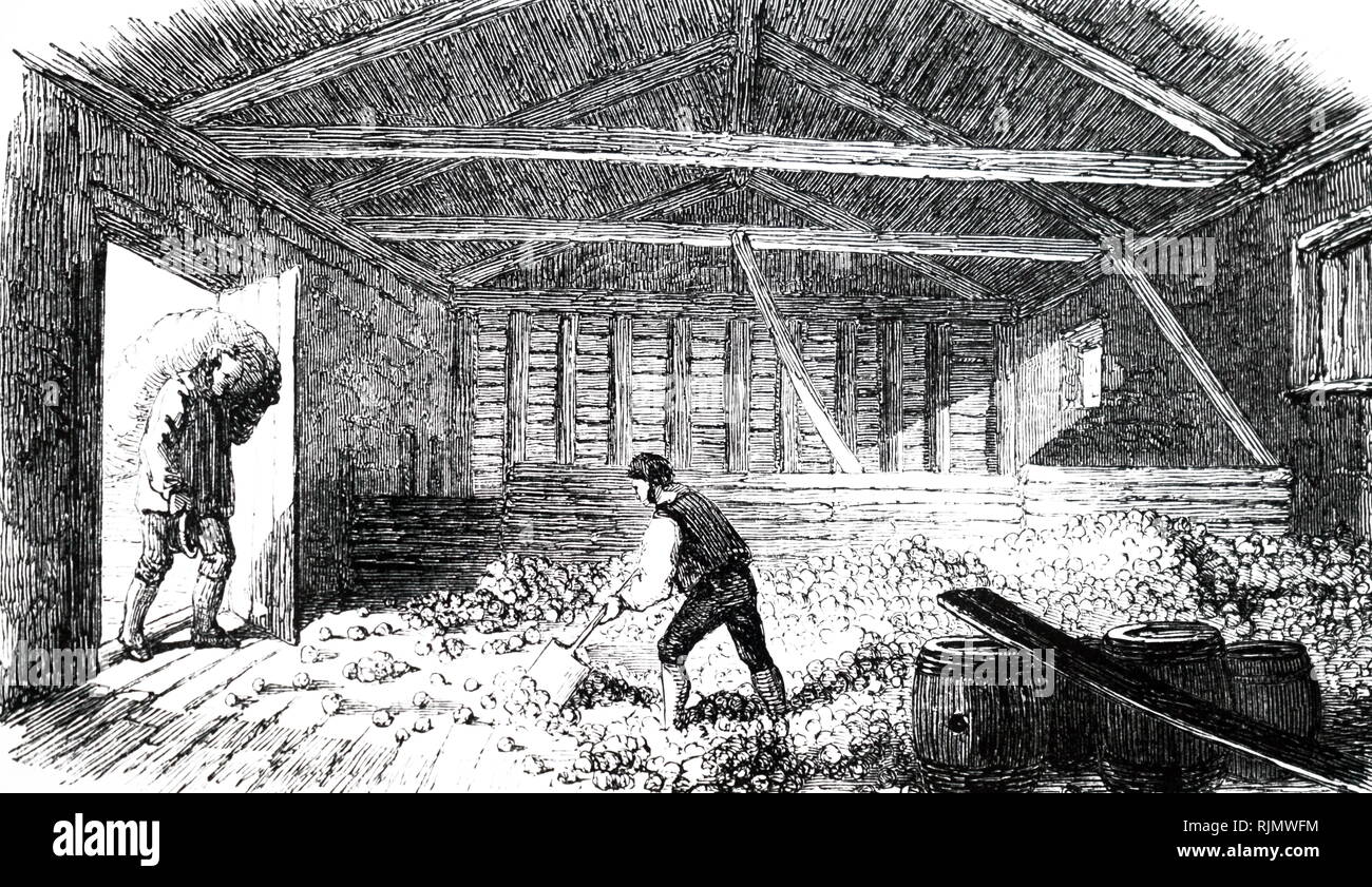 Une gravure illustrant le cidre Devonshire : pose des pommes. Cet étage est immédiatement au-dessus de la maison livre, le fruit serait alimenté dans le moulin actionné par des chevaux par l'entremise d'un eider ci-dessous. 1850 Banque D'Images