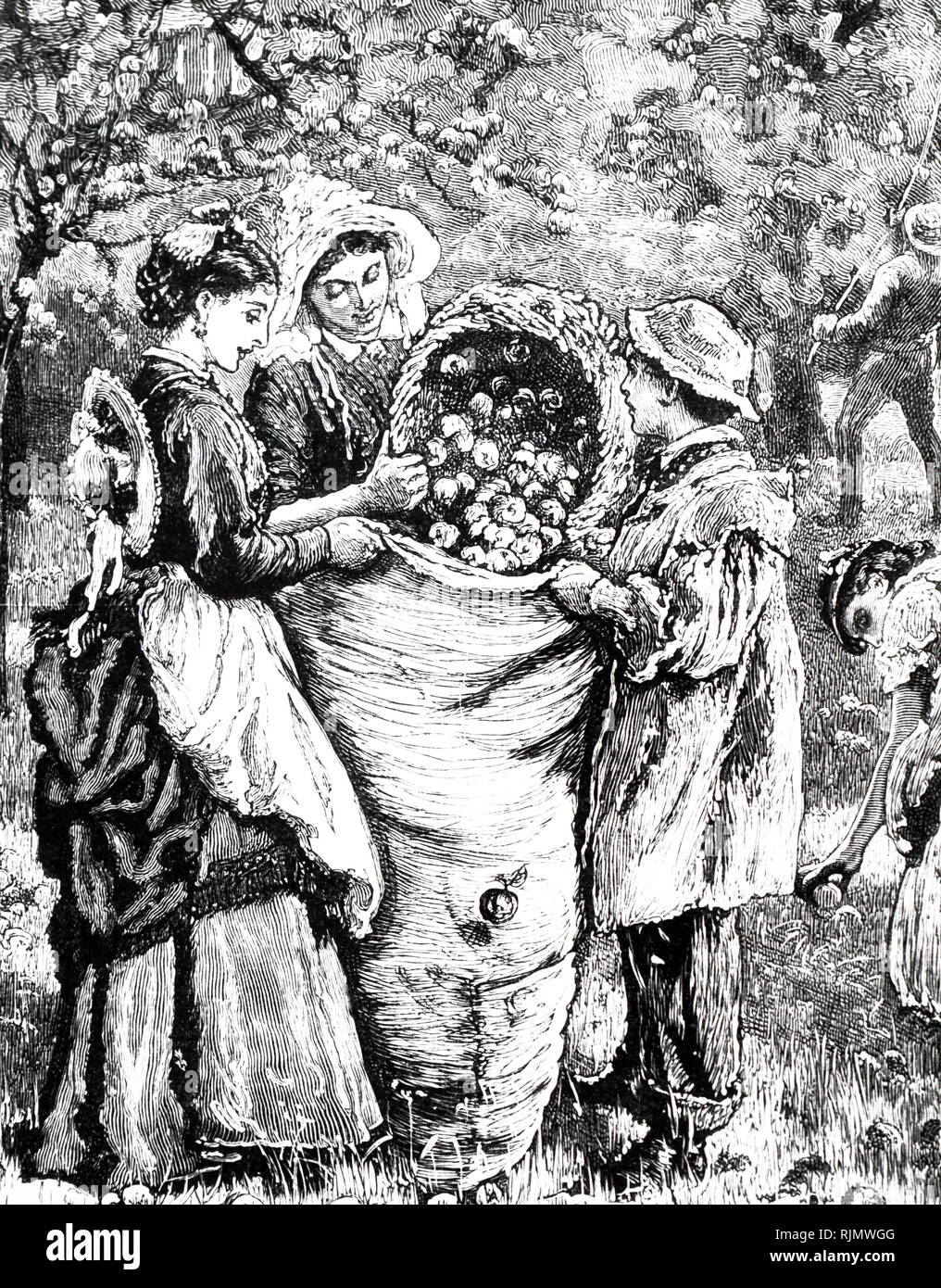 Une gravure illustrant la collecte des pommes à cidre. 1877 Banque D'Images