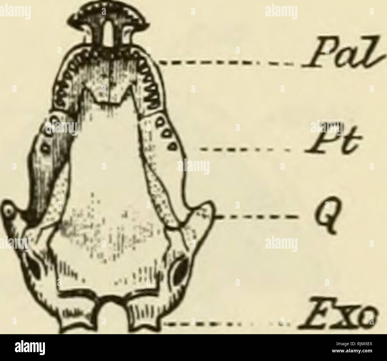 . L'Batrachia of North America. Les amphibiens. Gyrinophilus porphyriticus.. Veuillez noter que ces images sont extraites de la page numérisée des images qui peuvent avoir été retouchées numériquement pour plus de lisibilité - coloration et l'aspect de ces illustrations ne peut pas parfaitement ressembler à l'œuvre originale.. Faire face, E. D. (Edward Drinker), 1840-1897. Ashton, Maryland : Eric Lundberg Banque D'Images
