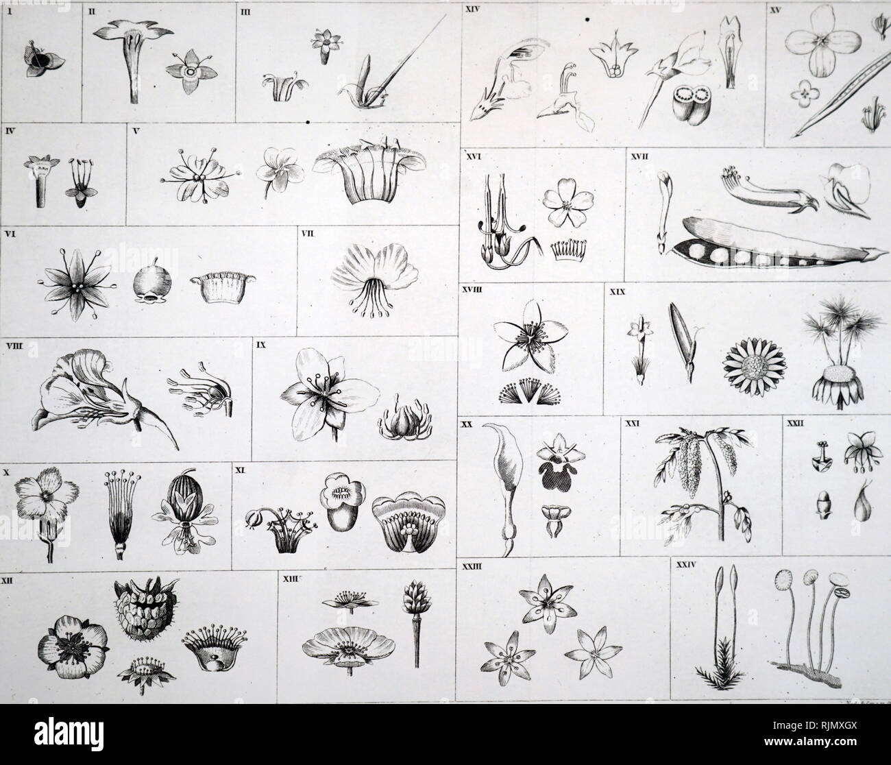 Une gravure représentant la classification linnéenne de plantes en 24 ordres. De Siméon Shaw 'nature', Londres, 1823 Banque D'Images