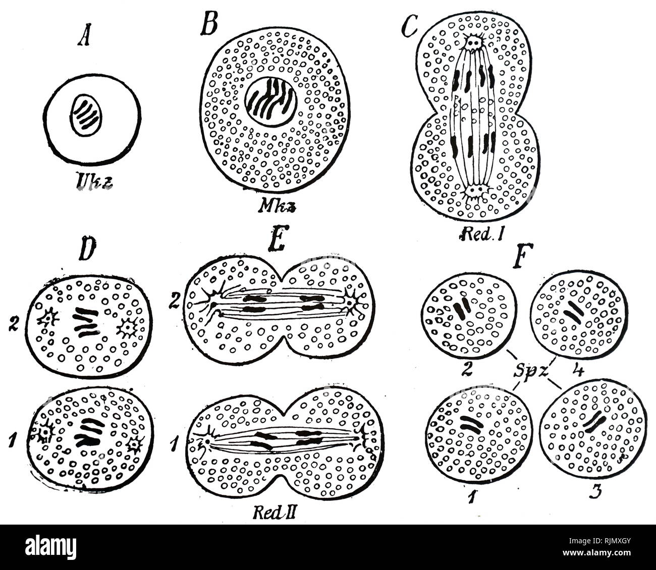 Une gravure représentant un diagramme de la division des cellules pour former des spermatozoïdes. À partir de août 'Weismann le Germ-Plasm : une théorie de l'hérédité". Londres, 1893 Banque D'Images