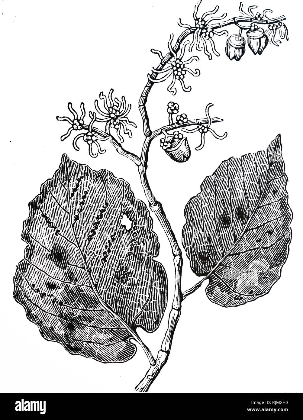 Une gravure représentant l'hamamélis (Hamamelis virginica). Un astringent, utilisé pour traiter l'hémorragie utérine, pieux, la gorge et les infections bronchiques, 1886. Banque D'Images
