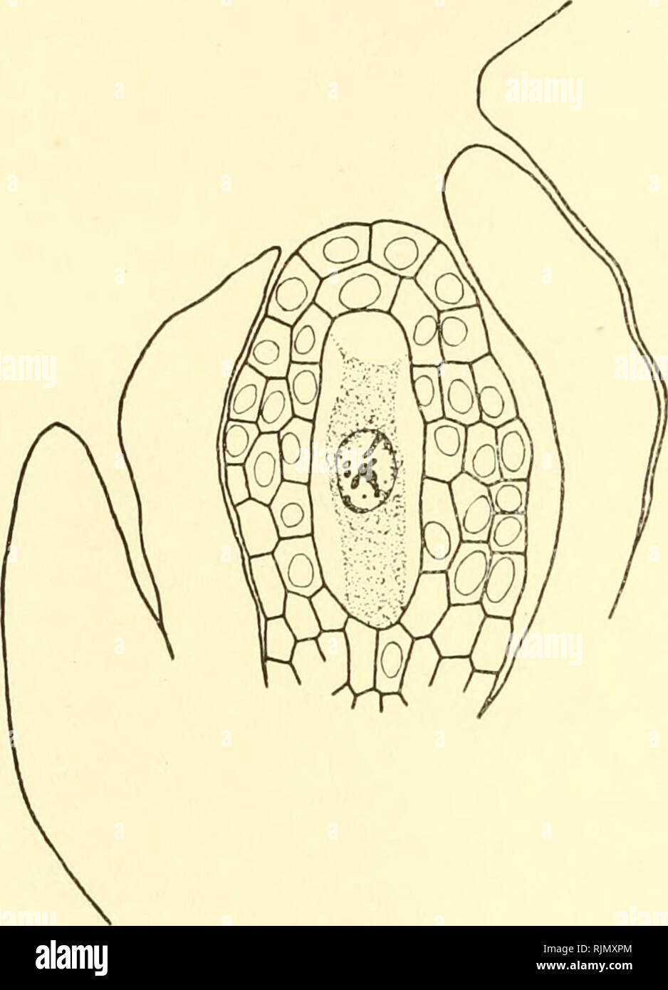 . Bastardierung als Ursache der Apogamie im Pflanzenreich. Eine Hypothese zur experimentellen. Abstammungslehre Vererbungs- und L'apogamie ; hybridation. 486 Dreizehntes ansetzen Page Chapitre. reichlich, wenn die Bestäubung AST AST ausgeführt von zu wird. Eine Kleine Untersuchung, die ich im Februar 1906 im botanischen Garten zu Buitenzorg auf einer Java une cnhensis Fourcroya als Jacq. angeschriebenen schönen Pflanze ausführen konnte, spricht für les Selbststerilität völlige, wenn nicht für der Sterilität absolue reichlich bulbillentragenden forme. Das betreffende Exemple (vgl. Fig. 13 Banque D'Images