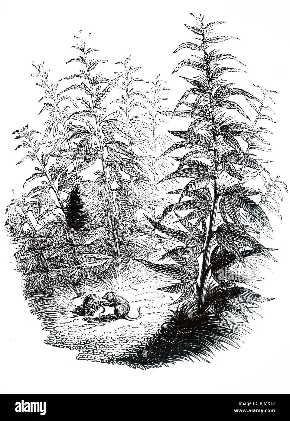 Une gravure illustrant LE CANNABIS SATIVA (chanvre). Destiné principalement à titre de culture pour produire des fibres pour cordage à voiles, et d'un matériau résistant à l'usure des chemises et blouses. ,D'huile a été extraite des graines et le résidu a été nourri à stock comme le tourteau. Le cannabis stupéfiants doux est obtenu à partir de cela, ainsi que de chanvre indien (C. indica) 1851 Banque D'Images