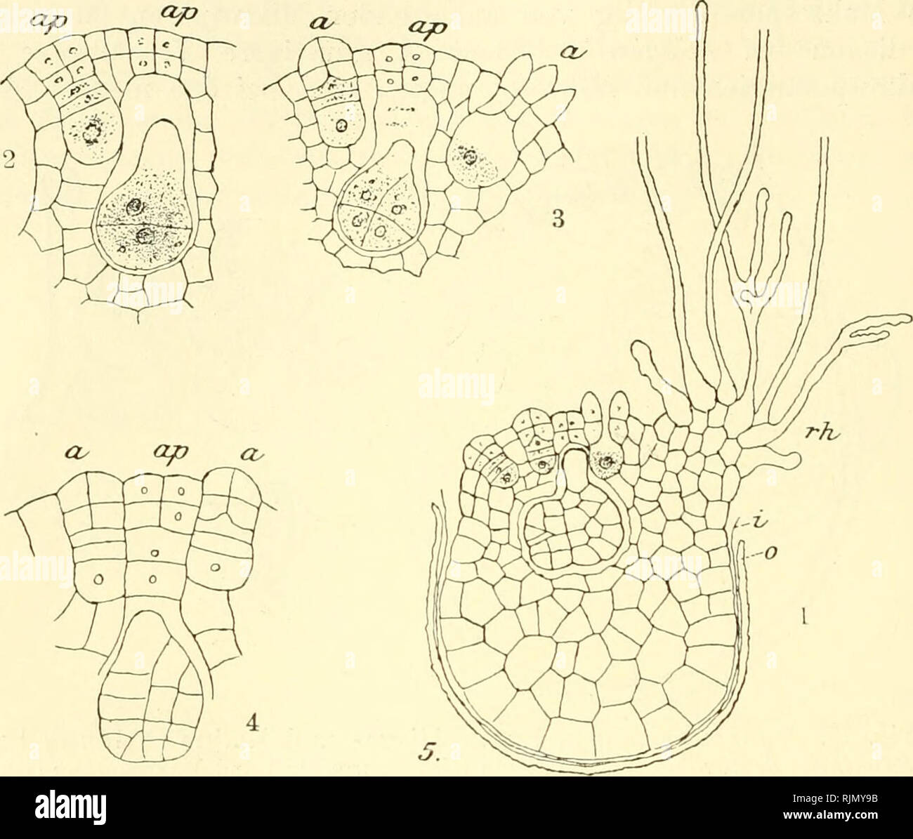 . Bastardierung als Ursache der Apogamie im Pflanzenreich. Eine Hypothese zur experimentellen. Abstammungslehre Vererbungs- und L'apogamie ; hybridation. Siebentes 236 Chapitre. donc z. B. für S. rugulosa, Cesaii longiaristata S. Hieron., S. intermedia (Bl.) Printemps findet sich in der Literatur die Propriete (vgl. Hiero- nymus 1900 und 1911, S. 13) Mikrosporangien, die ganz zu fehlen scheinen oder selten vorhanden sind doch dann und meist nicht zur Reife gekommene, auf einem frühen Entwicklungsstadium gebliebene verkümmerte Mikrosporen stehen und enthalten. Die Ver- mutung Hieronymus von, die bei diese Banque D'Images