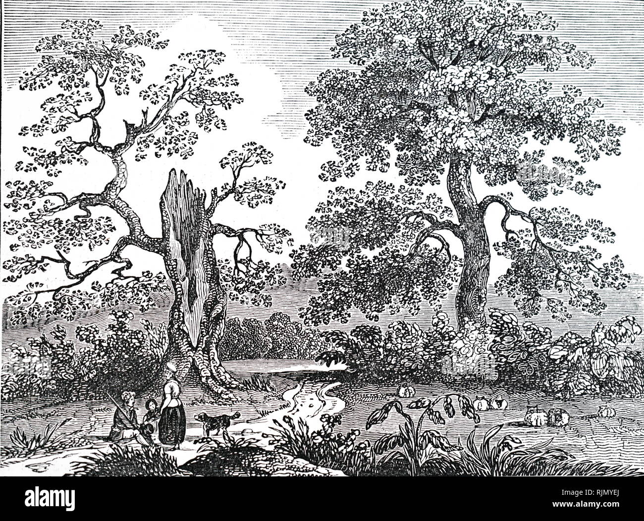 Une gravure représentant le Candenham Chêne, près de Lyndhurst, Hampshire. Un certain nombre de croyances superstitieuses centrée autour de cet arbre qui avait souvent de nouvelles feuilles vertes au cœur de l'hiver. En date du 19e siècle Banque D'Images