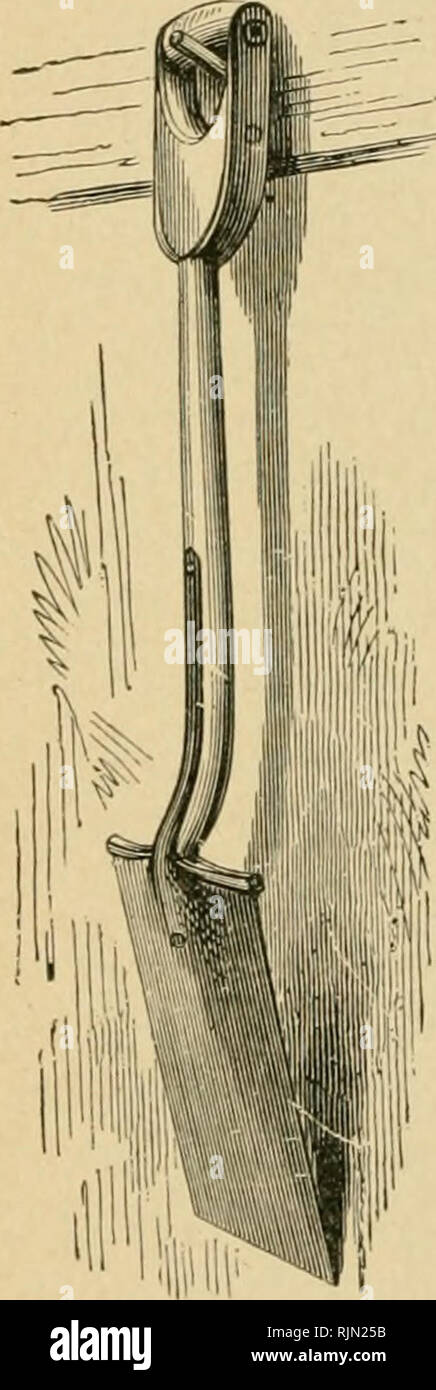 . Barry's Fruit jardin. La culture de fruits. -WIIEEI BAKROW 163 Fig les côtés et le bas d'un bois clair. La roue est bois tendre, chaussés de fer à repasser. La cosse (fig. 164).-Les meilleurs types d'utilisation de ces Ames sont en acier moulé, excellente, forte, la lumière d'articles. Cleiui ils travaillent et brillant que l'argent. Il y a plusieurs tailles. Pour les travaux lourds, l'excavation, drainage, élever des arbres, etc., le lai'gest devrait être utilisé. Le Sliovel {^^. 165).-c'est utilisé dans le mélange, le chargement, et la diffusion de com- missions et les fumiers court. La lame doit être de la fonte en acier. Les angles de la cosse (fig. 166).-cela ressemble à une fourchette. Il a trois t Banque D'Images