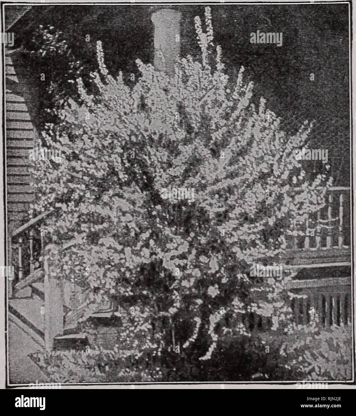 . Barnard's seeds. Les catalogues de graines de fleurs graines ; catalogues ; pépinières (Horticulture) ; Catalogues Catalogues de fournitures et de matériel de jardinage. 90 Le livre de Barnard Co., 231-235 W. Madison St., Chicago (FJiiladelplLUs Mock Orange ; clematis). Ces arbustes sont habituellement grand, vigoureux et les producteurs sont également remarquables pour leur abondance de ver parfumé de fleurs blanches qui sont excellents pour la coupe. Elles s'accommodent bien dans presque n'importe quel- bien drainé et même sous des arbres. Si l'élagage est nécessaire, il devrait être fait après la floraison, car les fleurs apparaissent sur le bois formé l'année précédente. Découpez les bra Banque D'Images