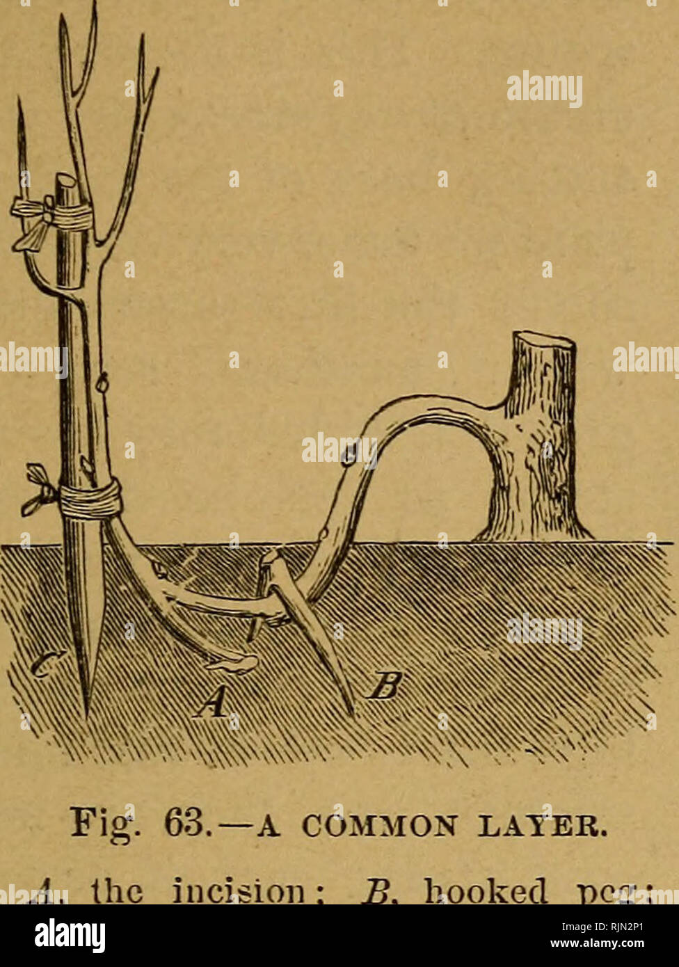 . Barry's Fruit jardin. La culture de fruits. PEOPAGATION par marcottage. 87. Une politique plus tard. ; incision je ?, accro pc : C, jeu. soutien. Dans le raisin^ de groseille, Cassis, ou d'une simple encoche sous un bourgeon est suificient, et ils il racine* carte sim&gt ; plis fixé bas ; mais les racines sont formées plus rapidement v"orsque le shoot est coupé une tliird- à travers, et de la fente comme décrit. Un rameau long de la vigne mriy être superposés sur plusieurs points, et donc de produire plusieurs plantes racinées dans le cours d'une saison. C'est ce qu'on appelle la serpentine layering (fig. 64). Le coing, para- dise, et les stocks de Doucin, où a grandi à grand qu Banque D'Images