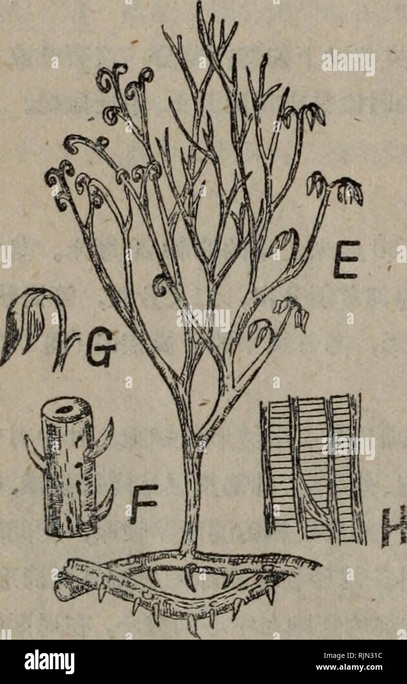 236 B C Banque D Image Et Photos Alamy