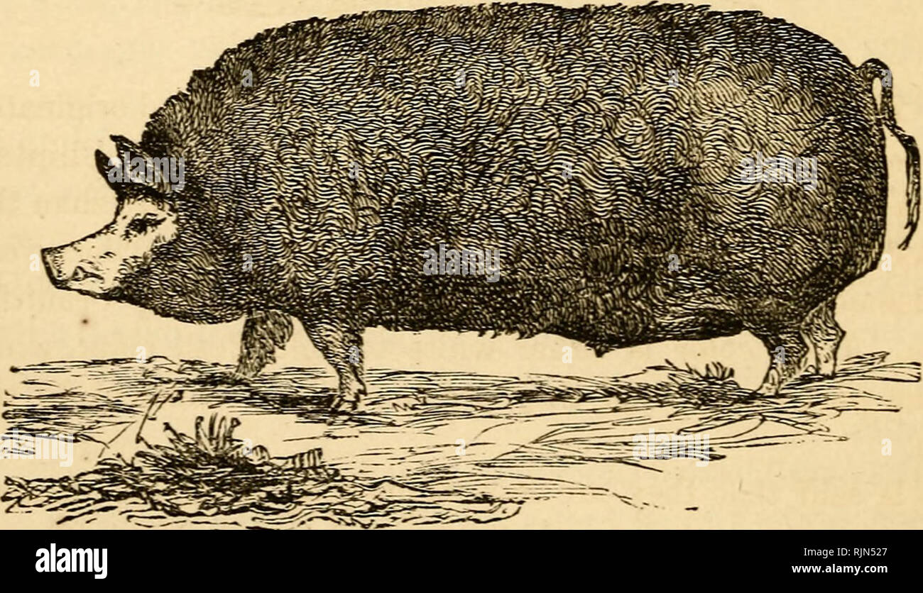 . La grange-cour ; un manuel de bovins, de chevaux et de l'élevage des moutons ; ou, la façon de se reproduire et à élever les différentes espèces d'animaux domestiques : embrasser les indications pour la reproduction, l'élevage, et de gestion générale du cheval, mule, bovins, ovins, porcins et volailles ; les lois générales, de parenté, et héréditaires descente , appliquées aux animaux, et comment races peuvent être améliorées ; comment assurer la santé des animaux ; et comment les traiter pour les maladies sans l'utilisation de médicaments ; avec un chapitre sur l'apiculture. Les animaux domestiques ; les abeilles. 100 animaux domestiques, avec les porcs indigènes il forme un excellent race, que nous pouvons cal Banque D'Images