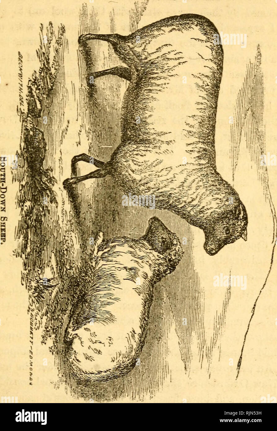 . La grange-cour ; un manuel de bovins, de chevaux et de l'élevage des moutons ; ou, la façon de se reproduire et à élever les différentes espèces d'animaux domestiques : embrasser les indications pour la reproduction, l'élevage, et de gestion générale du cheval, mule, bovins, ovins, porcins et volailles ; les lois générales, de parenté, et héréditaires descente , appliquées aux animaux, et comment races peuvent être améliorées ; comment assurer la santé des animaux ; et comment les traiter pour les maladies sans l'utilisation de médicaments ; avec un chapitre sur l'apiculture. Les animaux domestiques ; les abeilles. . Veuillez noter que ces images sont extraites de la page numérisée des images qui peuvent avoir être Banque D'Images