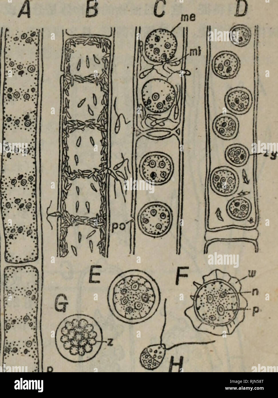 Bao Zi Zhi Wu Xing Tai Xue La Botanique C A Cª C C Chloropliyceae 21 Ae Ae Ai B C C E A A C I It Aº E Ae e C Ae C Ai E A Ae A Ae A A1 Ae Ae e C C A Ae A Ae I C A Ae Eai E I Caºe C Ae C Aeaa E A Ca Ae A Ae Acc ea Ee C A ec A1ae 18