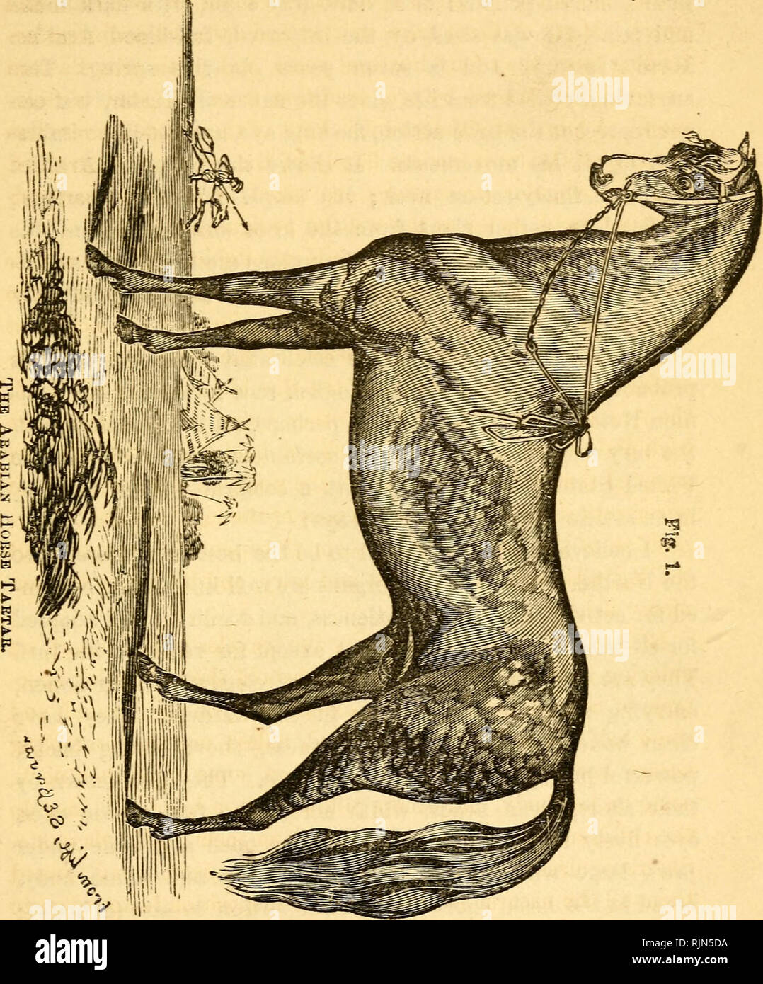 . La grange-cour ; un manuel de bovins, de chevaux et de l'élevage des moutons ; ou, la façon de se reproduire et à élever les différentes espèces d'animaux domestiques : embrasser les indications pour la reproduction, l'élevage, et de gestion générale du cheval, mule, bovins, ovins, porcins et volailles ; les lois générales, de parenté, et héréditaires descente , appliquées aux animaux, et comment races peuvent être améliorées ; comment assurer la santé des animaux ; et comment les traiter pour les maladies sans l'utilisation de médicaments ; avec un chapitre sur l'apiculture. Les animaux domestiques ; les abeilles. . Veuillez noter que ces images sont extraites de la page numérisée des images qui peuvent avoir être Banque D'Images