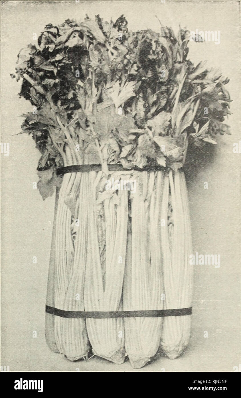 . Barnard's seeds. Les catalogues de graines de semences de légumes, graines de fleurs ; Catalogues Catalogues ; Matériel et fournitures de jardinage catalogues ; pépinières (Horticulture) ; Catalogues Catalogues de graines de fruits. Catalogue de graines de céleri 7 jardin sélectionnés à cultiver le céleri précoce, semer la graine à la fin de mars dans un foyer ou dans une boîte, et pour plus tard, les cultures en pleine terre, dès que le temps devient chaud, couvrir légèrement, ou mieux encore, roll ou appuyez dessus. Les jeunes plantes d'ombre pour une semaine ou dix jours, et ne pas laisser le sol sécher. Les sommets peuvent être tondus une fois ou deux fois avant la plantation, afin de permettre un "épais" p Banque D'Images . Barnard's seeds. Les catalogues de graines de semences de légumes, graines de fleurs ; Catalogues Catalogues ; Matériel et fournitures de jardinage catalogues ; pépinières (Horticulture) ; Catalogues Catalogues de graines de fruits. Catalogue de graines de céleri 7 jardin sélectionnés à cultiver le céleri précoce, semer la graine à la fin de mars dans un foyer ou dans une boîte, et pour plus tard, les cultures en pleine terre, dès que le temps devient chaud, couvrir légèrement, ou mieux encore, roll ou appuyez dessus. Les jeunes plantes d'ombre pour une semaine ou dix jours, et ne pas laisser le sol sécher. Les sommets peuvent être tondus une fois ou deux fois avant la plantation, afin de permettre un "épais" p Banque D'Images