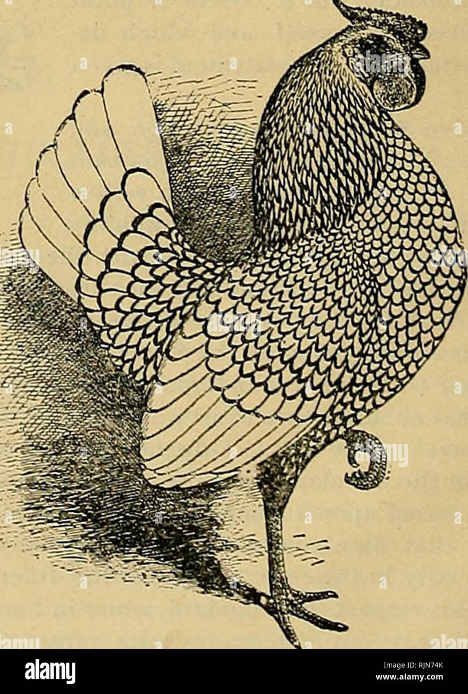 . Les poules bantam ; une description de toutes les espèces et variétés de standard, et bantams de nouvelles races qui sont en train de devenir populaire ... Poules bantam. Cochon. 20.-ARGENT PAIRE DE SEBRIGHT BANTAMS. Il va alors que l'expérience a son père de l'enthousiasme et a réduit la taille de sa tête. "Une autre difficulté dans l'élevage la Sebright est de sécuriser un laçage étroit qui l'état de clair autour du web de la plume. La tendance est, si l'un laçage sont étroites, d'arrêter avant qu'ils ne s'effacer autour du web, et s'ils vont effacer autour ils sont habituellement trop large et masquer la couleur de base et ainsi nuire à la beauté de Banque D'Images