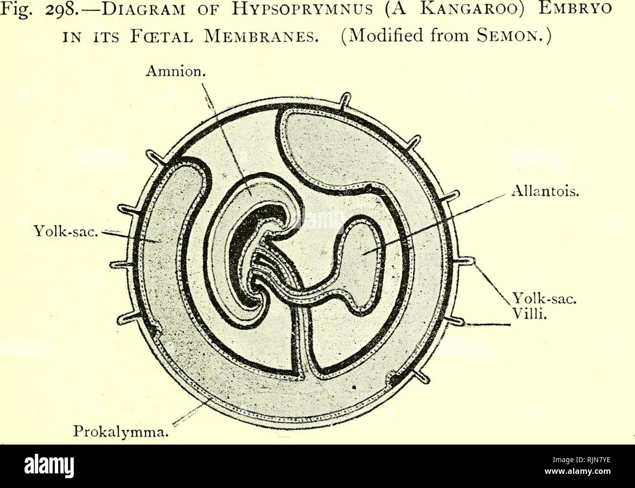 . Texte-livre élémentaire de zoologie [ressource électronique]. Zoologie. MAMMALIA, 4S1 Phascolarctos il est normal et peut-être effectue sa fonction principale de la respiration. Récemment, toutefois, la découverte d'un placenta allantoïdien à Péra7fieles nous a montré qu'au moins une metatherian a avancé à l'état fœtal de l'Eiitheria. La structure de ce placenta semble avoir certaines caractéristiques qui pourraient indiquer une évolution indépendante de la placenta allantoïdien au sein du groupe.. Le epipubic les os ont les mêmes relations que celles de l'Prototheria, et la signification exacte de la Banque D'Images