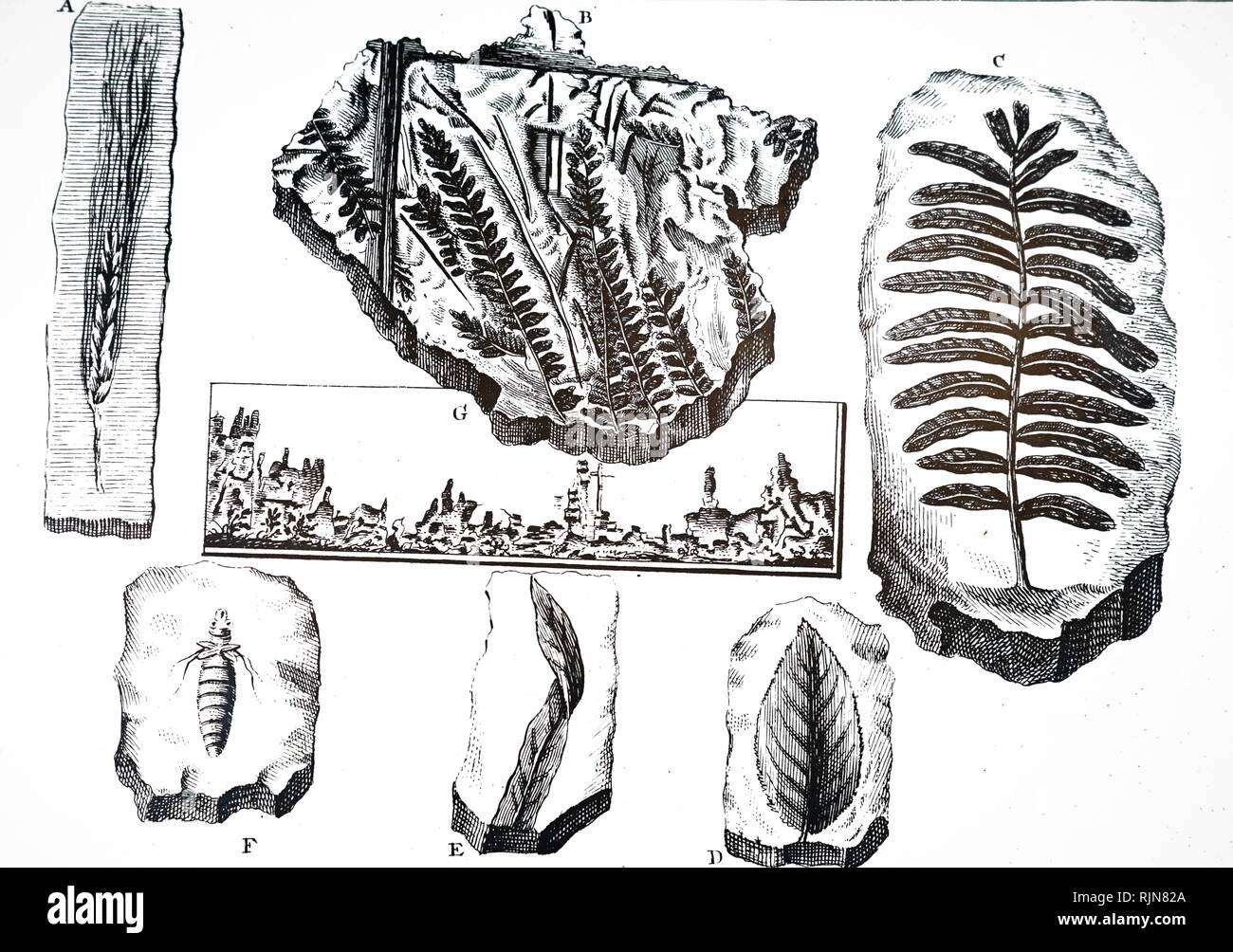 Une gravure représentant 'compris' Pierres, y compris les combustibles impressions de fougères et de feuilles et d'herbe. En date du 18e siècle Banque D'Images
