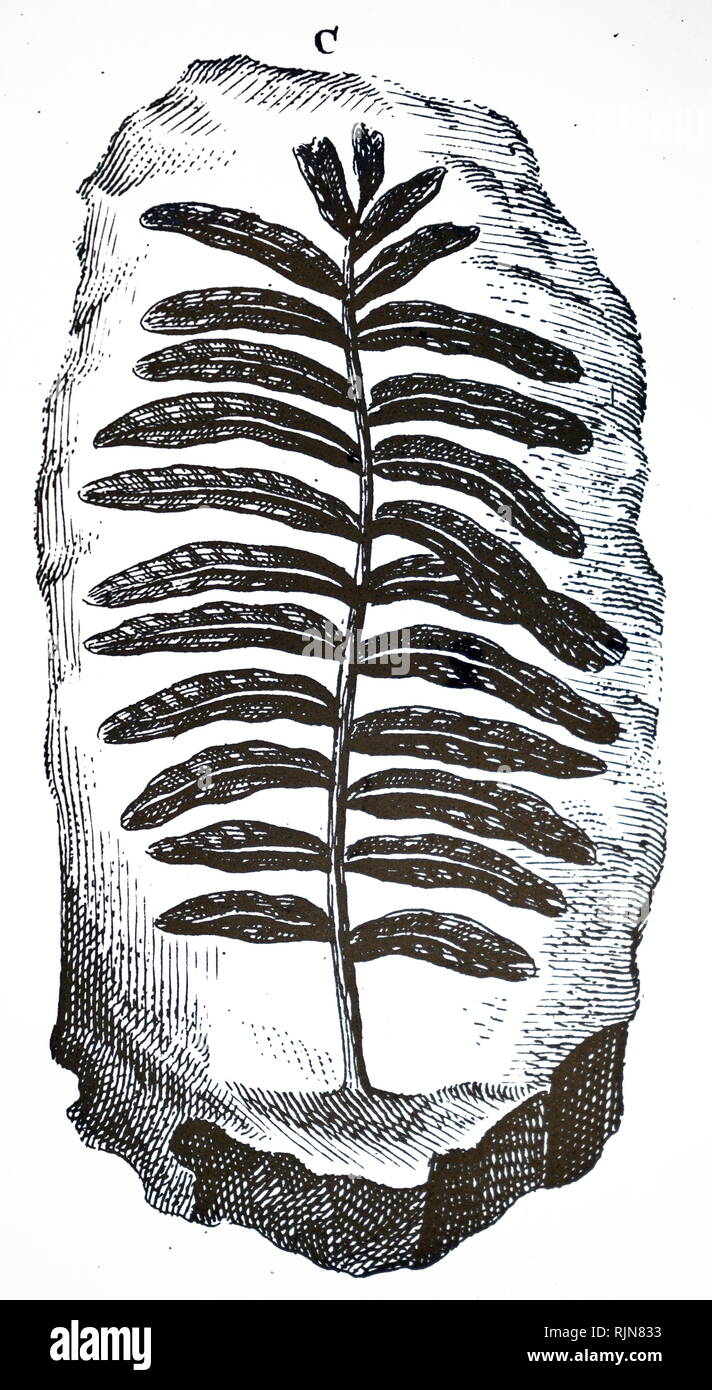 Une gravure représentant une fronde de fougère fossile. En date du 18e siècle Banque D'Images