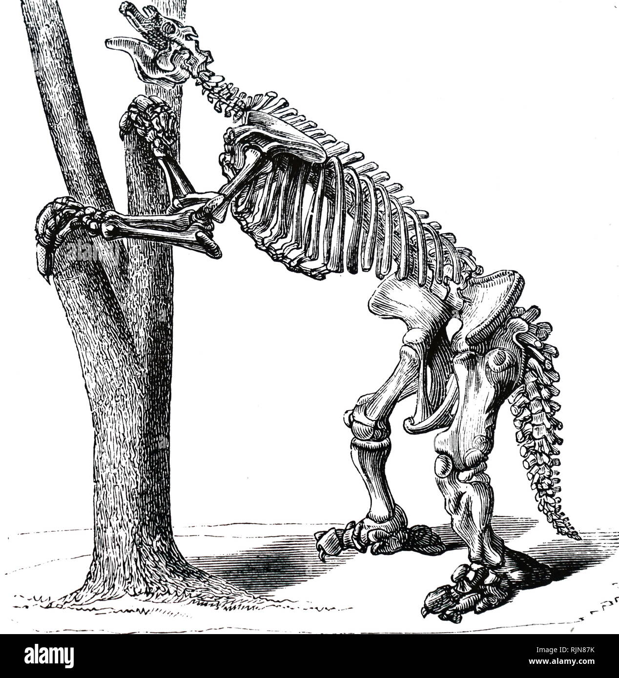 Une gravure représentant le squelette d'un Megatherium (paresseux marcheur géant) d'Amérique du Sud principalement mammifères de la taille d'un éléphant - Pliocène Pléistocène supérieur et périodes. En date du 19e siècle Banque D'Images