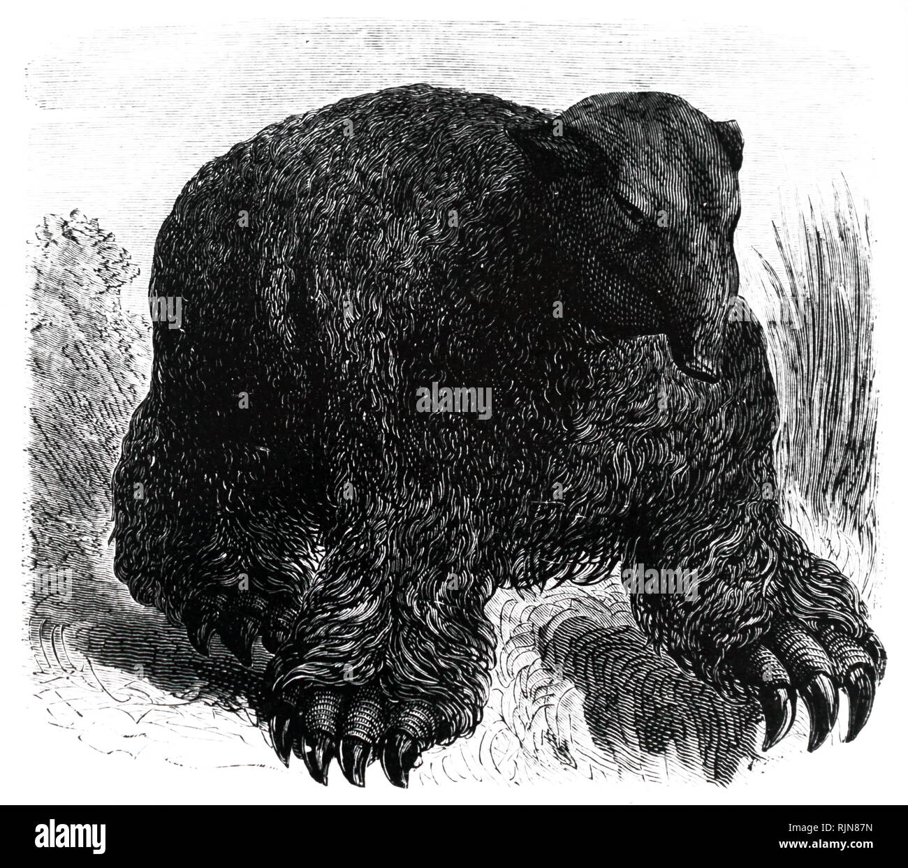 Une gravure représentant un reconstruit (Megatherium paresseux marcheur géant) d'Amérique du Sud principalement mammifères de la taille d'un éléphant - Pliocène Pléistocène supérieur et périodes. En date du 19e siècle Banque D'Images