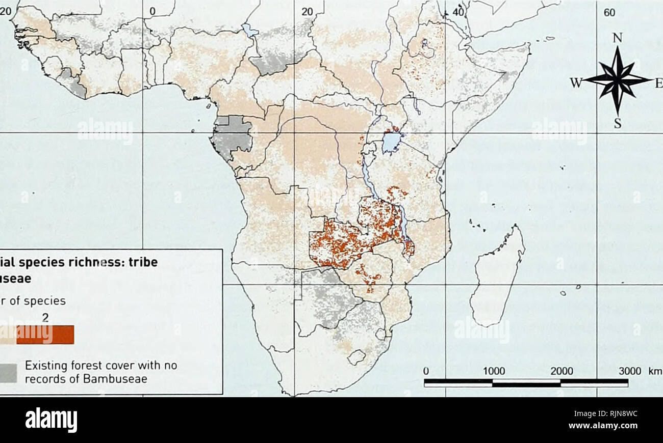 . La biodiversité en bambou : Afrique, Madagascar et les Amériques. Bambou bambou ; Biodiversité ; ; Biodiversité ; Bamboe ; Rotan ; Biodiversiteit ; Bambusgewa ?chse ; BAMBOU ; diversité biologique ; LA CONSERVATION DE LA NATURE ; DES CARTES ; Afrique ; Madagascar ; Amériques. La biodiversité en bambou. La richesse en espèces potentielles : tribu Bambuseae Nombre d'espèces 1 2 Le couvert forestier existant avec aucun enregistrement de Bambuseae 3000 km 3 Figure 1. La carte de la diversité des espèces de bambou potentiels en Afrique, tirés par l'intégration de la distribution des cinq espèces de bambous ligneux indigènes du continent. La conservation et la biodiversité importance O Banque D'Images