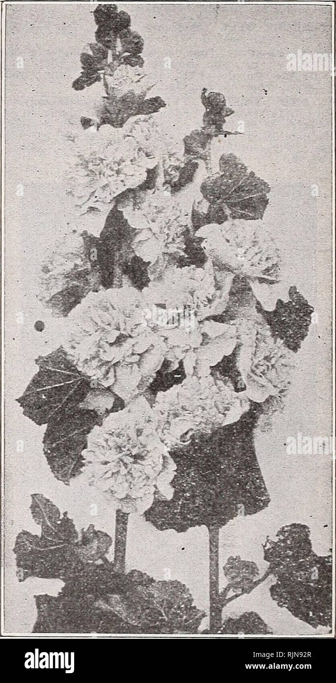 . Bailey's seeds bulbes Arbustes volaille. Page 44 RAPPORT ANNUEL DE PRINTEMPS DE 1932 Catalogue de graines et plantes vivaces X. DIANTHUS (Hardy) Ces roses de jardin très souhaitable, parfumées, à croissance faible--- floraison précoce, et de la floraison des roses de jardin rustique inégalées pour les jardins rocheux ; pour le jardin à l'ancienne et pour les bordures de lits et les lecteurs. Ils devraient être plantés où ils reçoivent la lumière du soleil et dans la bonne terre. X. CAESIUS (Cliff op Chedder Rose)-1 ft. Délicates fleurs rose-rose, odorante. Pkt., 25c. X. DELTOIDES (rose de jeune fille) et 8 in. Fleurs roses délicates portée au-dessus d'amende, Banque D'Images