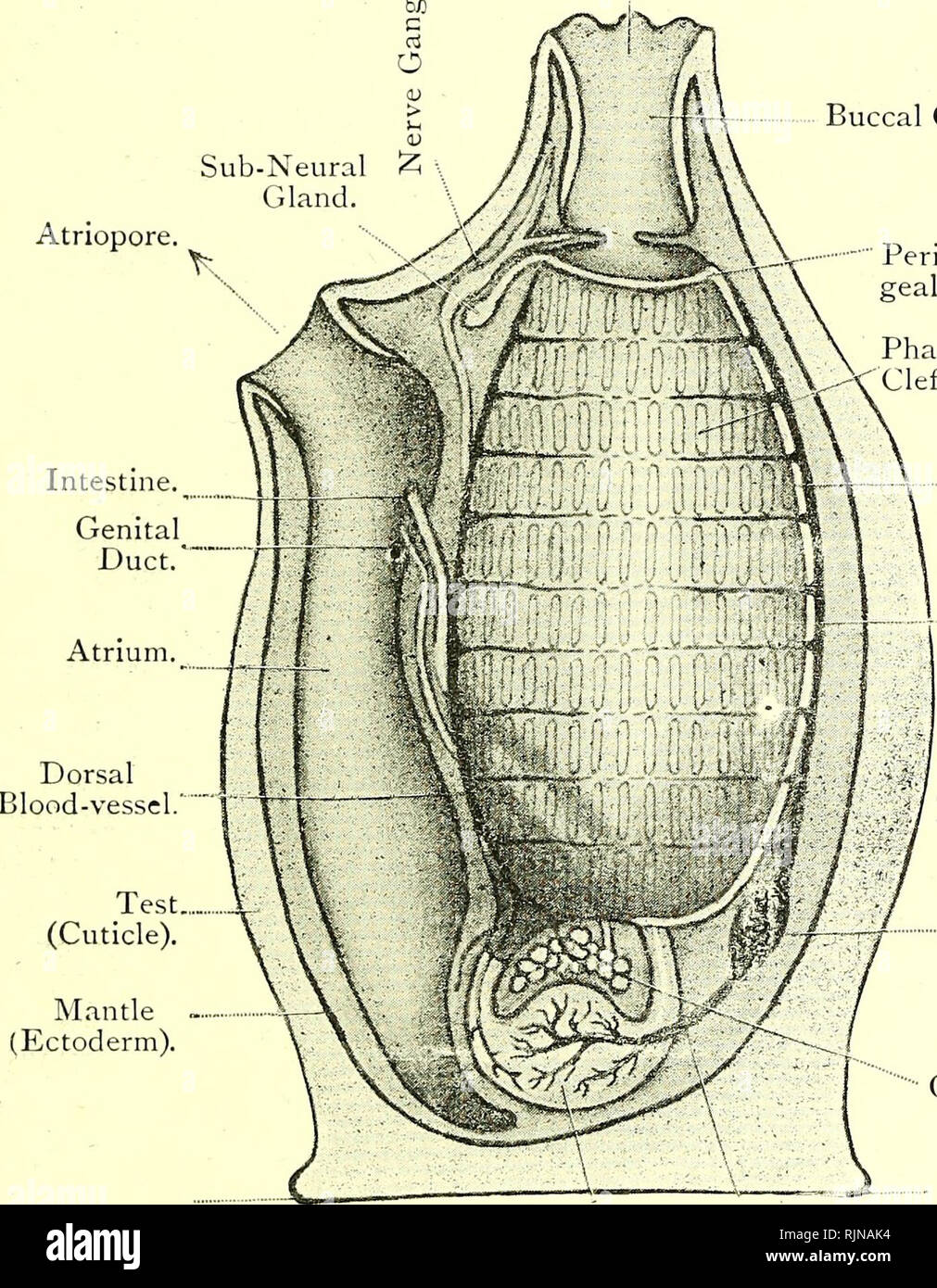 Texte-livre élémentaire de zoologie [ressource électronique]. Zoologie.  ASCiDIA. 2^9 Une incision va révéler à la fois que le corps de l'animal est  enveloppée dans un épais test (ou imiic ^), sur