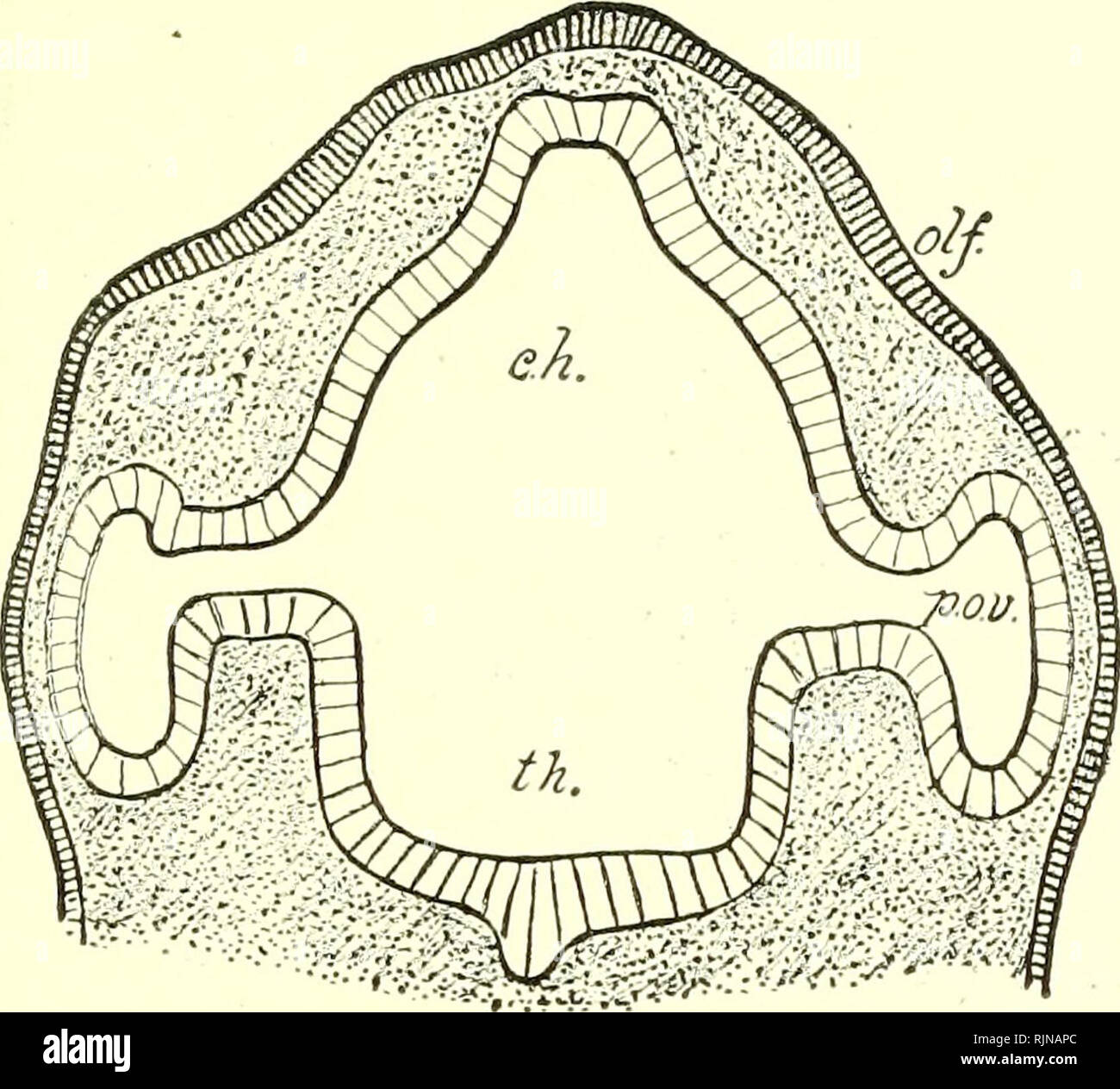 Un texte-livre d'embryologie pour les étudiants de médecine [ressource  électronique]. L'embryologie ; l'embryologie. Le développement de l'ŒIL.  329 l'extrémité extérieure du diverticule l'expansion plus rapidement que  sa base d'attachement prend la