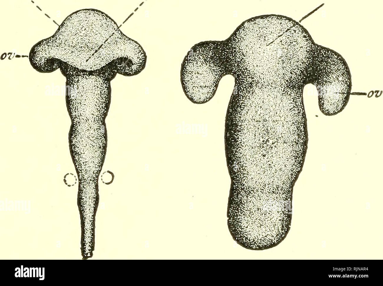 . Un texte-livre d'embryologie pour les étudiants de médecine [ressource électronique]. L'embryologie ; l'embryologie. Le développement de l'ŒIL. 327 sont fournis par les autres constituants de l'oeil. Protection supplémentaire est fourni par deux plis de la peau et du tissu sous-cutané modifié, les paupières, et enfin pour la lubrification et d'autres encore la protection de la partie apparente de l'œil, il se forme encore une autre série d'organes auxiliaires, l'appareil lacrymal. La première étape dans le développement de l'œil est la croissance d'un diverticule du côté de l'avant-première vésicule cérébrale (Fig. 160). Banque D'Images