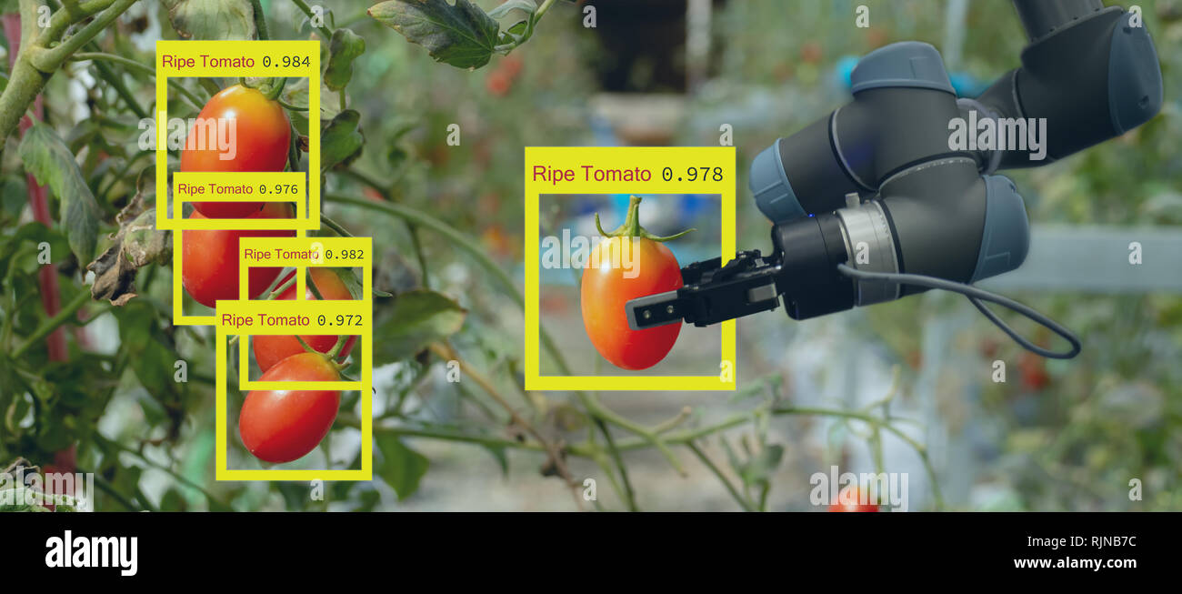 Robotique intelligente dans l'agriculture, concept futuriste robot-agriculteurs (automatisation) doit être programmée au travail pour recueillir les fruits et légumes en utilisant le profond Banque D'Images