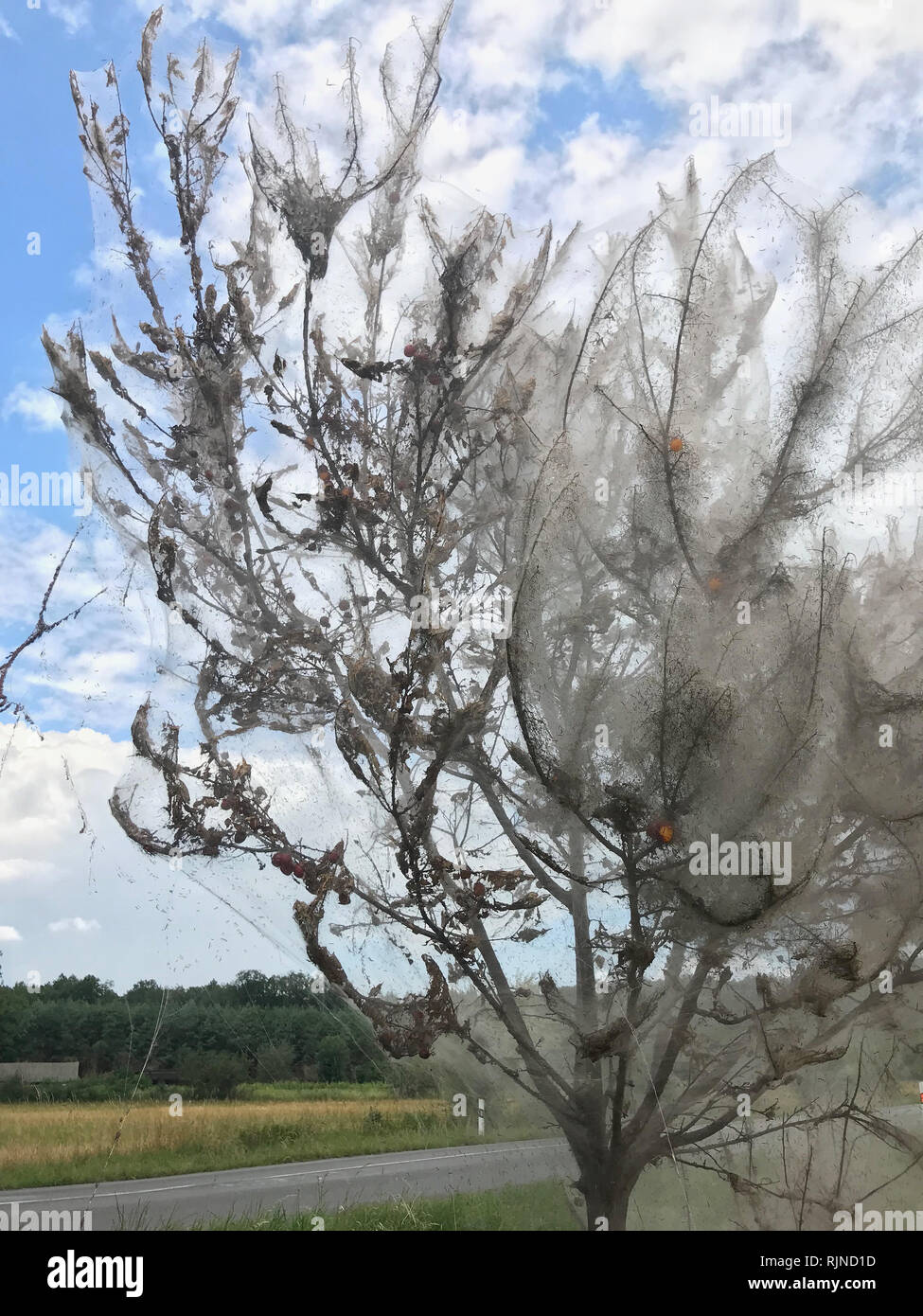 - Parasites, insectes - l'arbre Yponomeuta attaqué par le ravageur est tout enveloppé dans un site web. Incroyable spectacle d'un arbre attaqué par le parasite. Banque D'Images