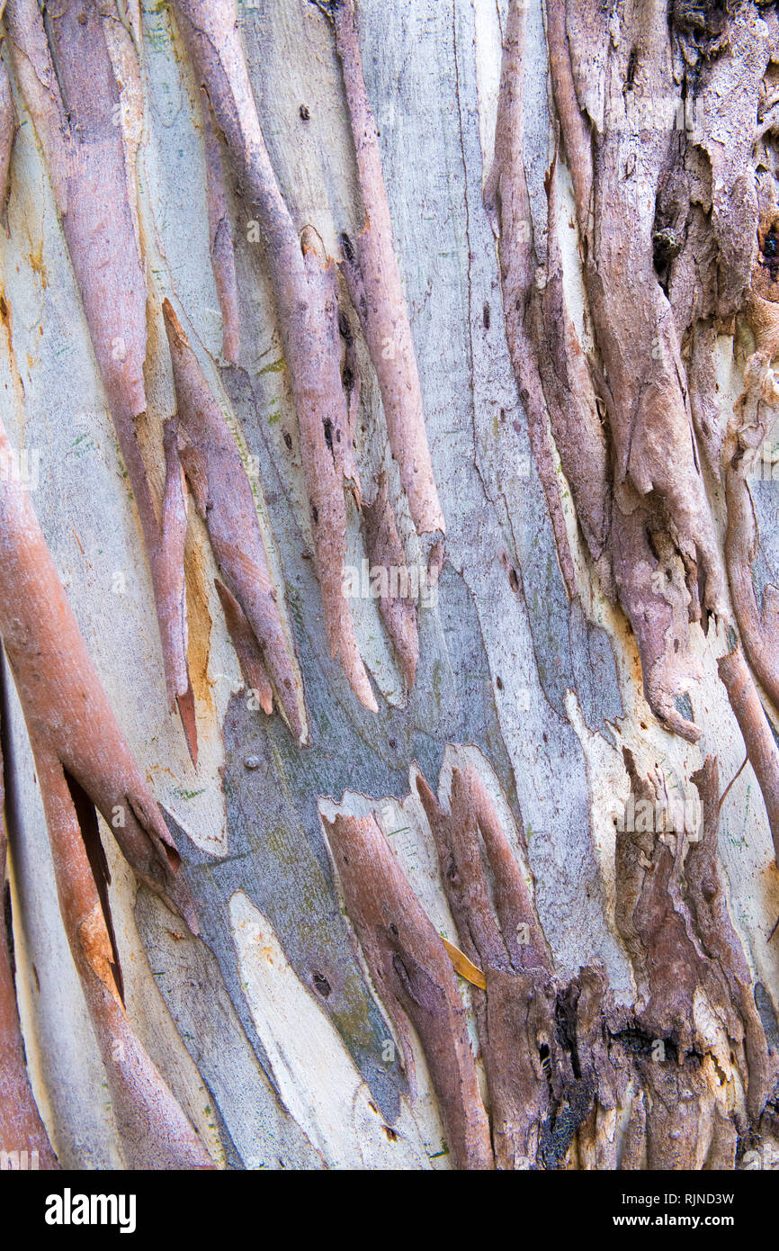 L'écorce des arbres d'eucalyptus, de texture naturelles colorées abstract pattern Banque D'Images