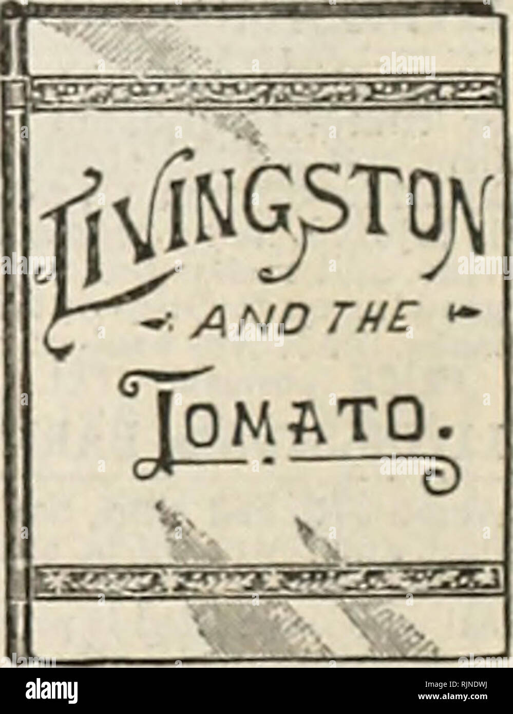 . A. W. Livingston's Sons annuel de semences : "True Blue.". Les catalogues de graines de semence ; l'industrie et du commerce Ohio Columbus Columbus Ohio catalogues ; légumes ; fruits Catalogues Catalogues Columbus Ohio Columbus Ohio ; Fleurs Catalogues. dwarf CH.A.TUJI MPI0N.VTO. La nouvelle PEACH LES TOMATES. Un^M/ PF" un^ LJ cette variété particulière .frappant et ressemble à certaines variétés de pêches y tfnon si étroitement à la taille, la forme, la couleur et l'aspect général qu'il est souvent pris pour un vrai peach. Il semble avoir le vrai bloom ou des ajoncs nch lu sur sa surface. En couleur, un rose profond mélangé à l'orange orange : Banque D'Images