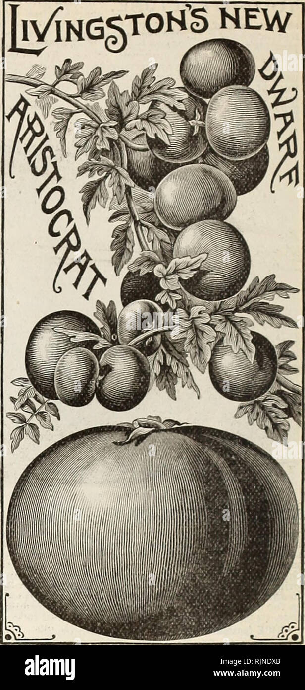 . A. W. Livingston's Sons annuel de semences : "True Blue.". Les catalogues de graines de semence ; l'industrie et du commerce Ohio Columbus Columbus Ohio catalogues ; légumes ; fruits Catalogues Catalogues Columbus Ohio Columbus Ohio ; Fleurs Catalogues. dwarf CH.A.TUJI MPI0N.VTO. La nouvelle PEACH LES TOMATES. Un^M/ PF" un^ LJ cette variété particulière .frappant et ressemble à certaines variétés de pêches y tfnon si étroitement à la taille, la forme, la couleur et l'aspect général qu'il est souvent pris pour un vrai peach. Il semble avoir le vrai bloom ou des ajoncs nch lu sur sa surface. En couleur, un rose profond mélangé à l'orange orange : Banque D'Images