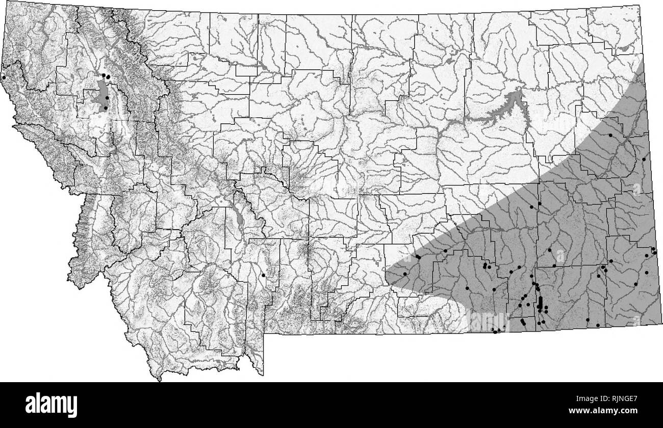 . Montana de l'évaluation de la situation des amphibiens et des reptiles, l'examen de la littérature, et de plan de conservation. Les amphibiens, reptiles ; des indicateurs (biologie) ; Habitat (écologie) ; la conservation de la faune. La tortue serpentine (Chelydra serpentina) distribution à jour et les informations d'état peuvent être trouvés sur le Montana Natural Heritage Program's TRACKER site web à mtnhp.org. * Observations Point à l'extérieur de l'aire ombragée sont introduits animaux/populations. La distribution/taxinomie La tortue serpentine (Chelydra serpentina) s'étend le long de la côte du Pacifique, de la Nouvelle-Écosse à la Floride, et à l'ouest de Rocky Mountain Banque D'Images