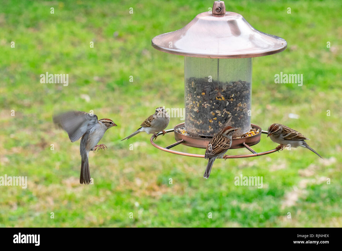 Roselin pourpré Banque D'Images