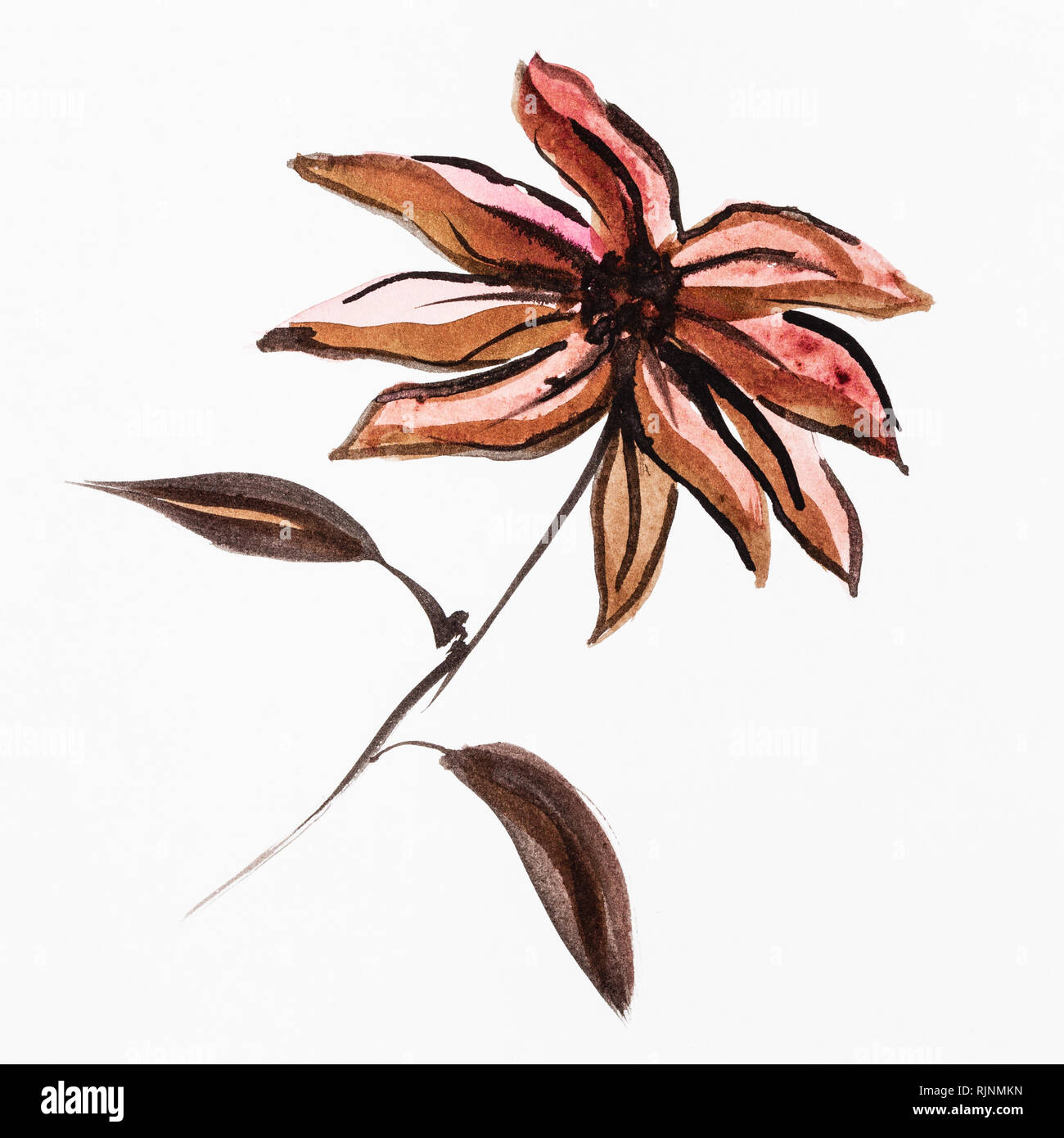 La formation en dessin sumi-e (suibokuga) style - poinsettia fleur beige par brown aquarelles sur papier blanc Banque D'Images