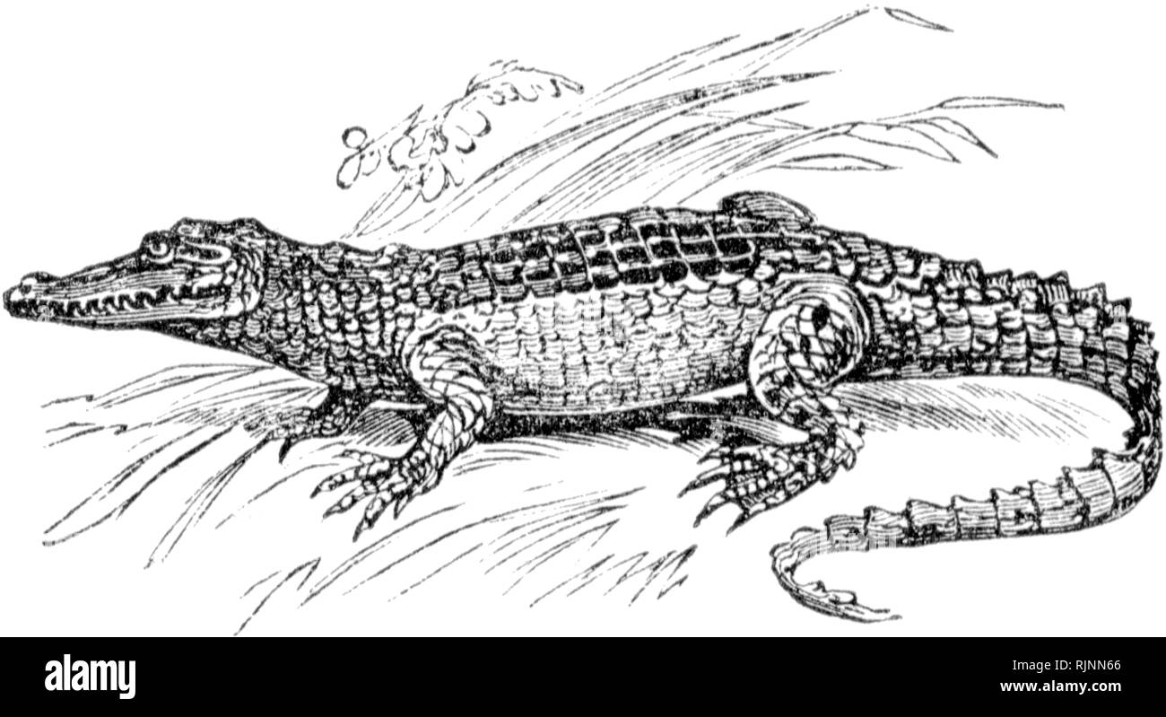 Couper du bois gravé, illustration tirée de "Le Trésor de l'Histoire Naturelle" par Samuel Maunder, publié 1848 Banque D'Images